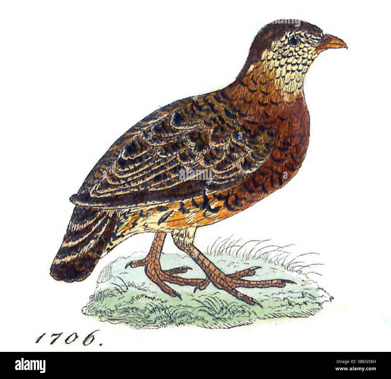 Questa stampa di *Perdix charltoni*, creata tra il 1820 e il 1863, fa parte della collezione Iconographia Zoologica dell'Università di Amsterdam. La descrizione dettagliata mostra le caratteristiche fisiche dell'uccello, fornendo informazioni sull'illustrazione zoologica dell'inizio del XIX secolo e sullo studio delle specie durante questo periodo. Foto Stock