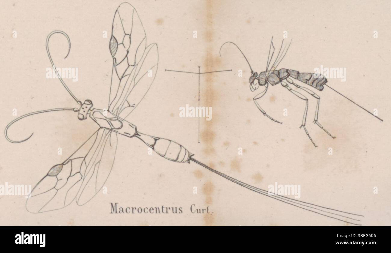 Questa stampa di *Macrocentrus*, un genere di vespe parassitarie, fa parte della collezione Iconographia Zoologica nelle collezioni speciali dell'Università di Amsterdam. Foto Stock