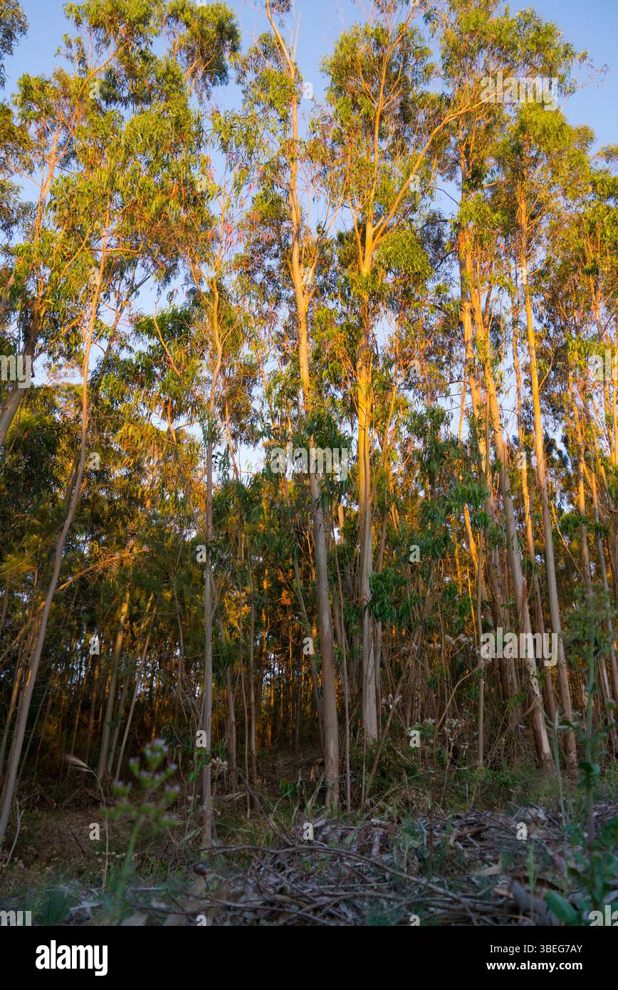 Alberi di eucalipto ( Eucalyptus globulus ) che crescono su terreni agricoli vicino al Monte Mendo in Estremadura, Portogallo. Questo albero in rapida crescita è un importante, però Foto Stock