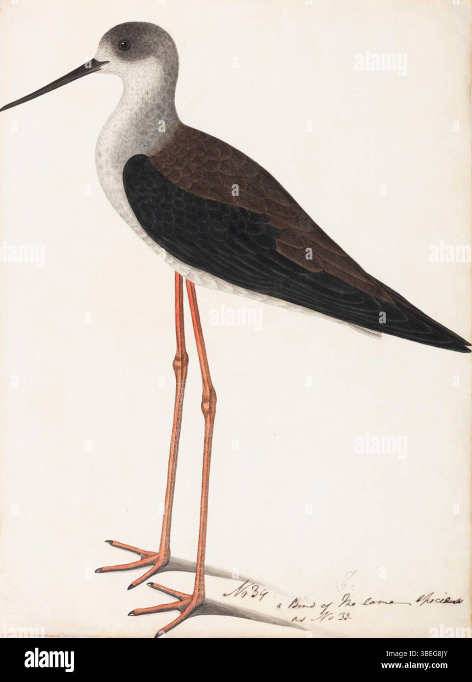 Questo dipinto del 1800 ritrae un palafitte, un uccello da trampoliere noto per le sue lunghe e sottili gambe. La posizione aggraziata e l'aspetto elegante dell'uccello sono catturati nell'opera d'arte, riflettendo i primi studi sul naturalismo aviario e la raffigurazione degli uccelli che cadono in guado. Foto Stock Questo dipinto del 1800 ritrae un palafitte, un uccello da trampoliere noto per le sue lunghe e sottili gambe. La posizione aggraziata e l'aspetto elegante dell'uccello sono catturati nell'opera d'arte, riflettendo i primi studi sul naturalismo aviario e la raffigurazione degli uccelli che cadono in guado. Foto Stock