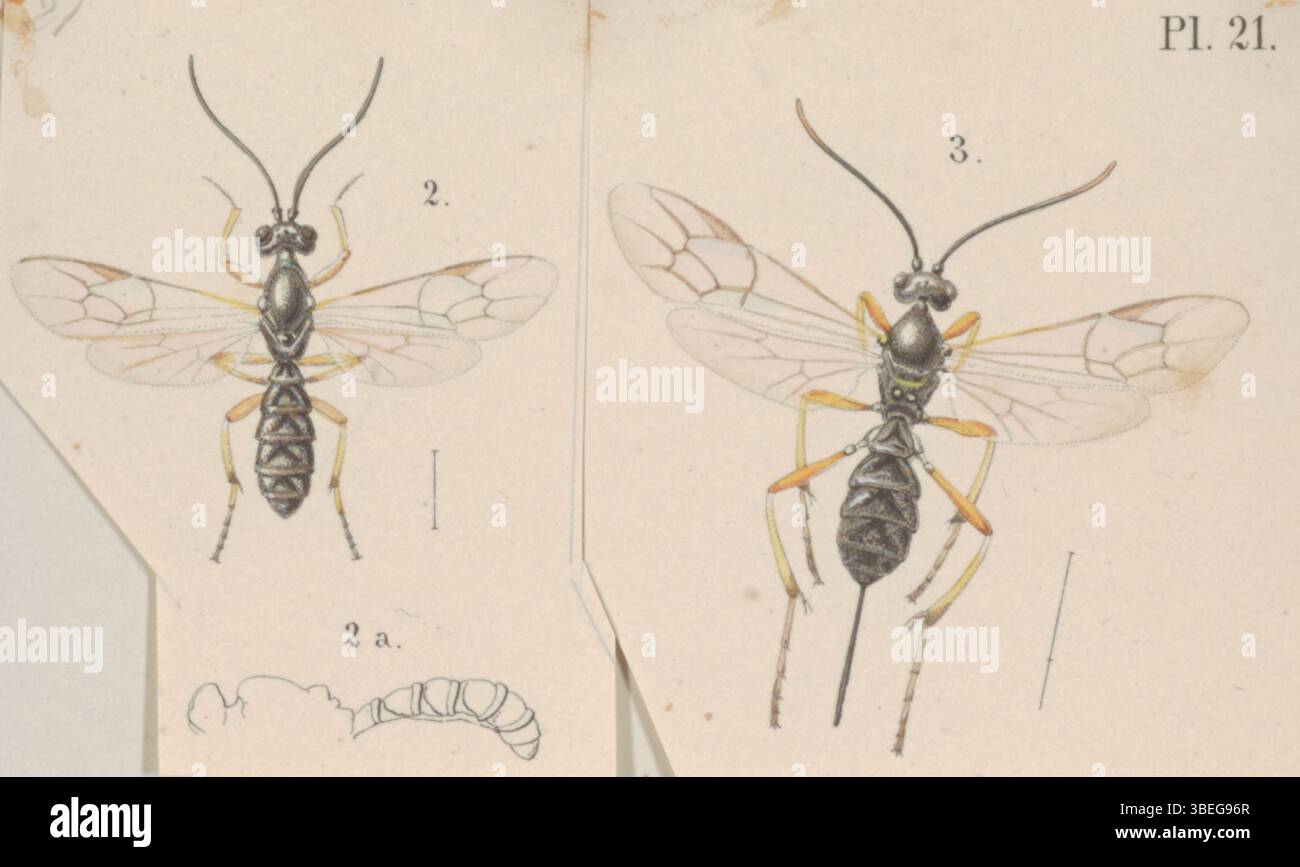 La stampa Lycorina fa parte della collezione Iconographia Zoologica, ospitata presso l'Università di Amsterdam. Rappresenta un'illustrazione zoologica, evidenziando lo studio della storia naturale e l'identificazione delle specie. Foto Stock