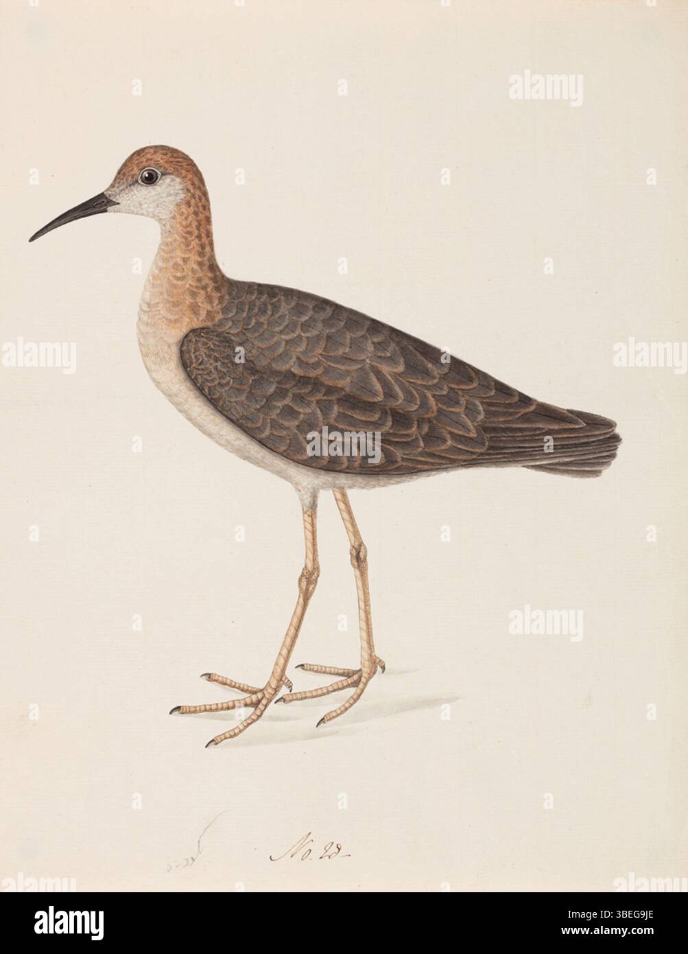 Questo dipinto del 1800 presenta un calidrid, un piccolo uccello wader appartenente alla famiglia sandpiper. Noti per le loro dimensioni delicate e la natura migratoria, i calidridi si trovano spesso lungo le coste, dove si nutrono di invertebrati. L'artista cattura il corpo sottile dell'uccello, il becco lungo e la postura di allarme, indicativo del suo comportamento durante il foraggio. Foto Stock Questo dipinto del 1800 presenta un calidrid, un piccolo uccello wader appartenente alla famiglia sandpiper. Noti per le loro dimensioni delicate e la natura migratoria, i calidridi si trovano spesso lungo le coste, dove si nutrono di invertebrati. L'artista cattura il corpo sottile dell'uccello, il becco lungo e la postura di allarme, indicativo del suo comportamento durante il foraggio. Foto Stock