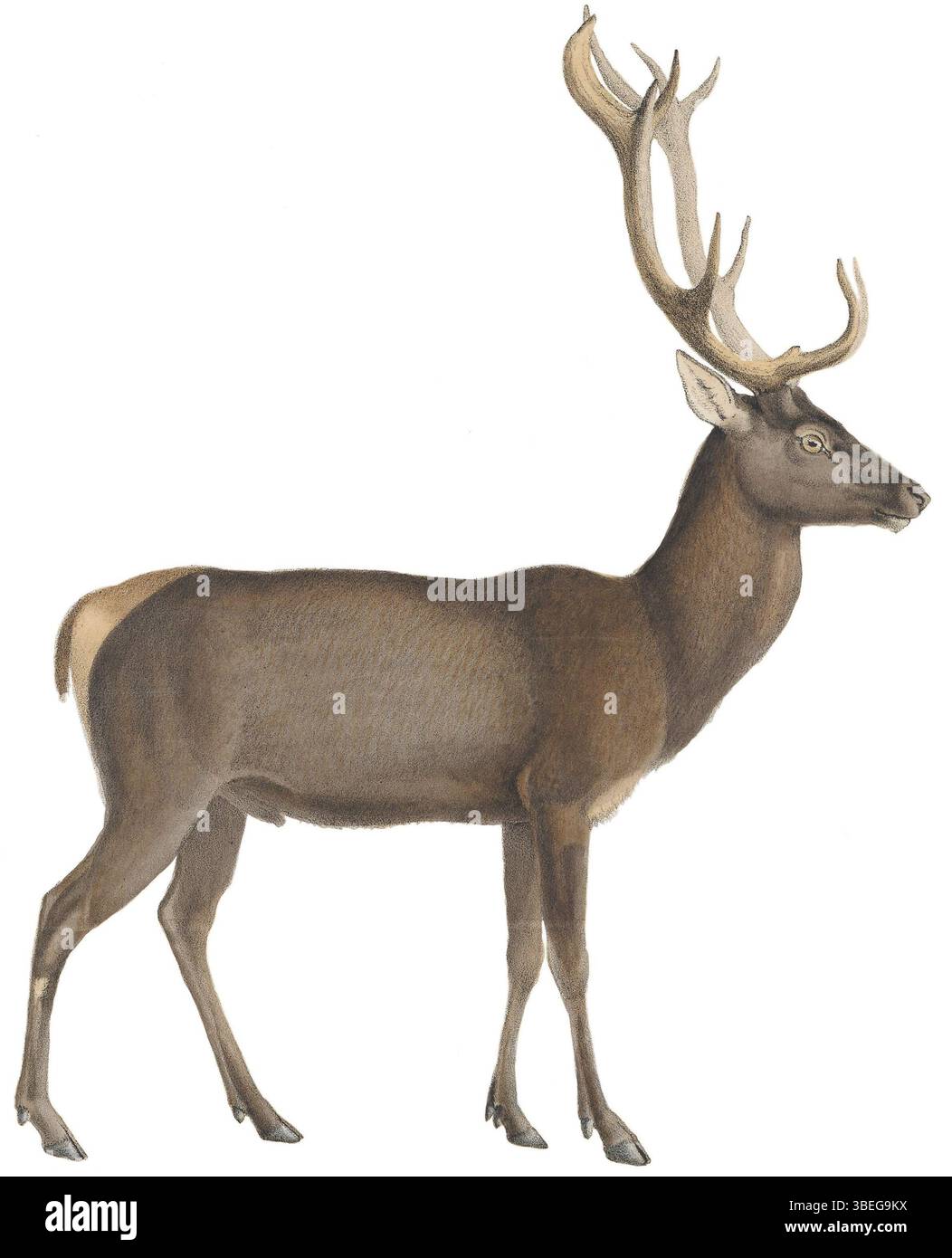 Questa stampa di Cervus elaphus, noto anche come cervo rosso, fu prodotta tra il 1818 e il 1842 come parte della "Iconographia Zoologica", una collezione che documenta le specie animali. Foto Stock