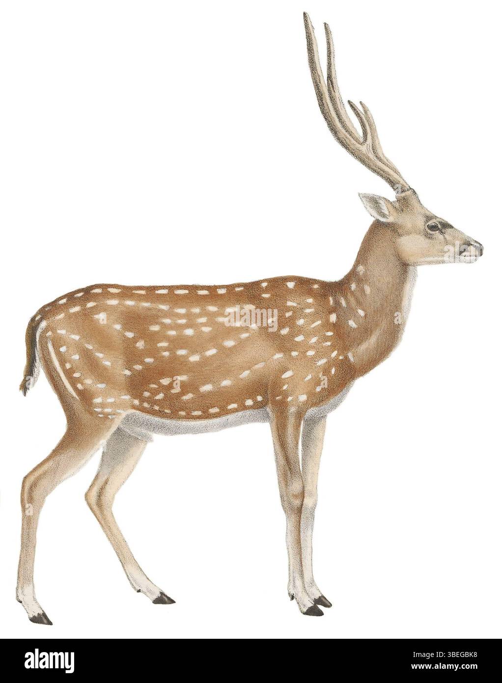 La stampa di 'Cervus axis', creata da Jacques Christophe Werner tra il 1818 e il 1842, fa parte della collezione Iconographia Zoologica delle collezioni speciali dell'Università di Amsterdam. Foto Stock