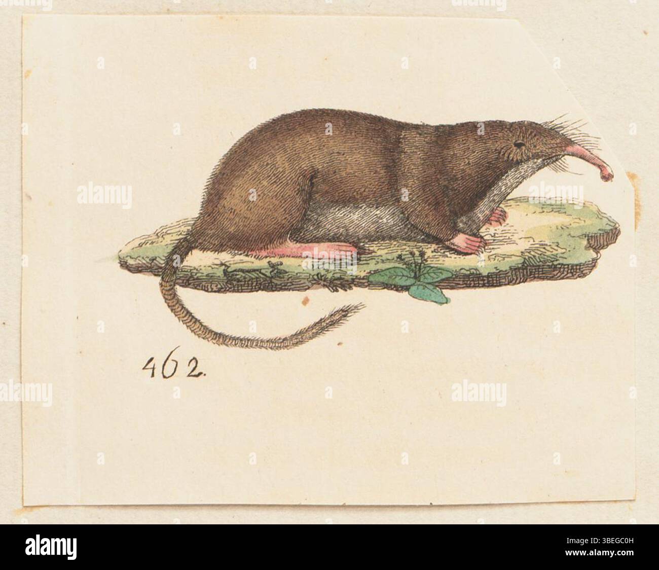 Questa stampa di Myogale pyrenaica, creata tra il 1700 e il 1880, fa parte della collezione Iconographia Zoologica dell'Università di Amsterdam. Rappresenta la specie in una rappresentazione zoologica storicamente accurata, utilizzata per scopi scientifici e di ricerca. Foto Stock