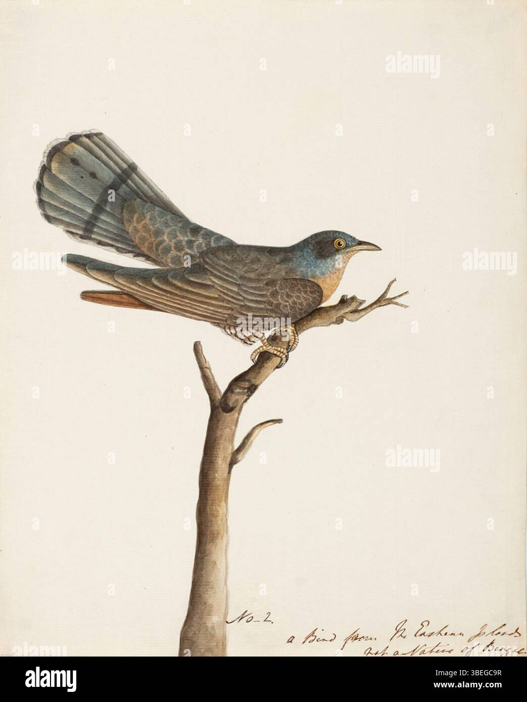 Il dipinto del 1800, intitolato CompanyPainting0635, ritrae un cucù di falco, noto per la sua caratteristica vocazione e relazione con gli uccelli ospiti. La grafica cattura le caratteristiche e l'ambiente dell'uccello. Foto Stock Il dipinto del 1800, intitolato CompanyPainting0635, ritrae un cucù di falco, noto per la sua caratteristica vocazione e relazione con gli uccelli ospiti. La grafica cattura le caratteristiche e l'ambiente dell'uccello. Foto Stock