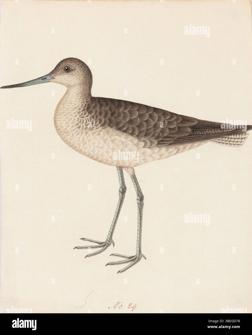 Questo dipinto del 1800 intitolato CompanyPainting0662 raffigura un verdastro, un uccello wader noto per le sue gambe sottili e il becco affilato. L'opera d'arte mette in risalto la forma dell'uccello e l'habitat naturale. Foto Stock Questo dipinto del 1800 intitolato CompanyPainting0662 raffigura un verdastro, un uccello wader noto per le sue gambe sottili e il becco affilato. L'opera d'arte mette in risalto la forma dell'uccello e l'habitat naturale. Foto Stock