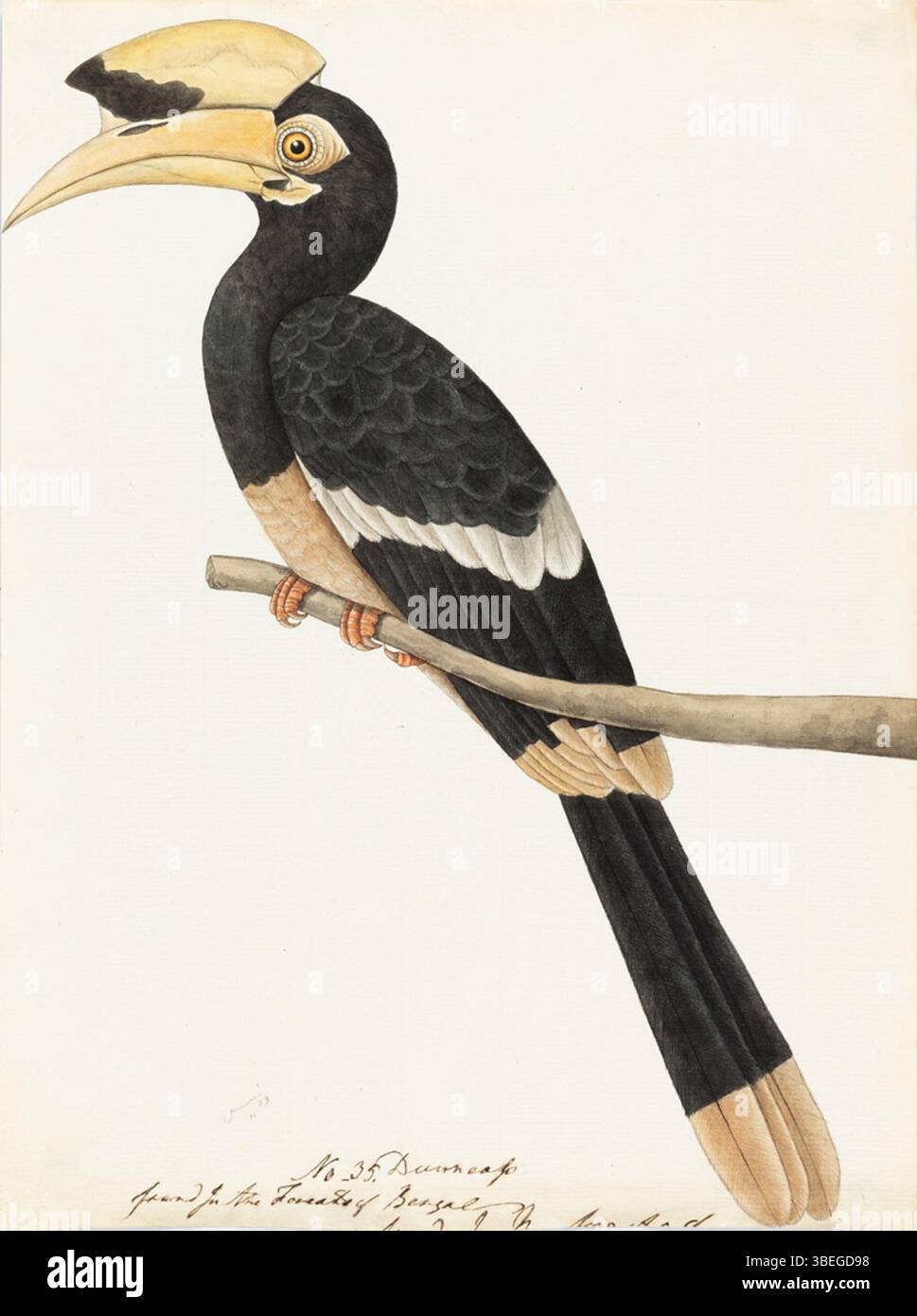 Questo dipinto del 1800 raffigura l'Oriental Pied Hornbill, un grande uccello originario del sud-est asiatico. L'opera d'arte mostra il distintivo piumaggio bianco e nero e il grande becco dell'uccello, sottolineandone le caratteristiche prominenti in uno stile naturalistico. Foto Stock Questo dipinto del 1800 raffigura l'Oriental Pied Hornbill, un grande uccello originario del sud-est asiatico. L'opera d'arte mostra il distintivo piumaggio bianco e nero e il grande becco dell'uccello, sottolineandone le caratteristiche prominenti in uno stile naturalistico. Foto Stock
