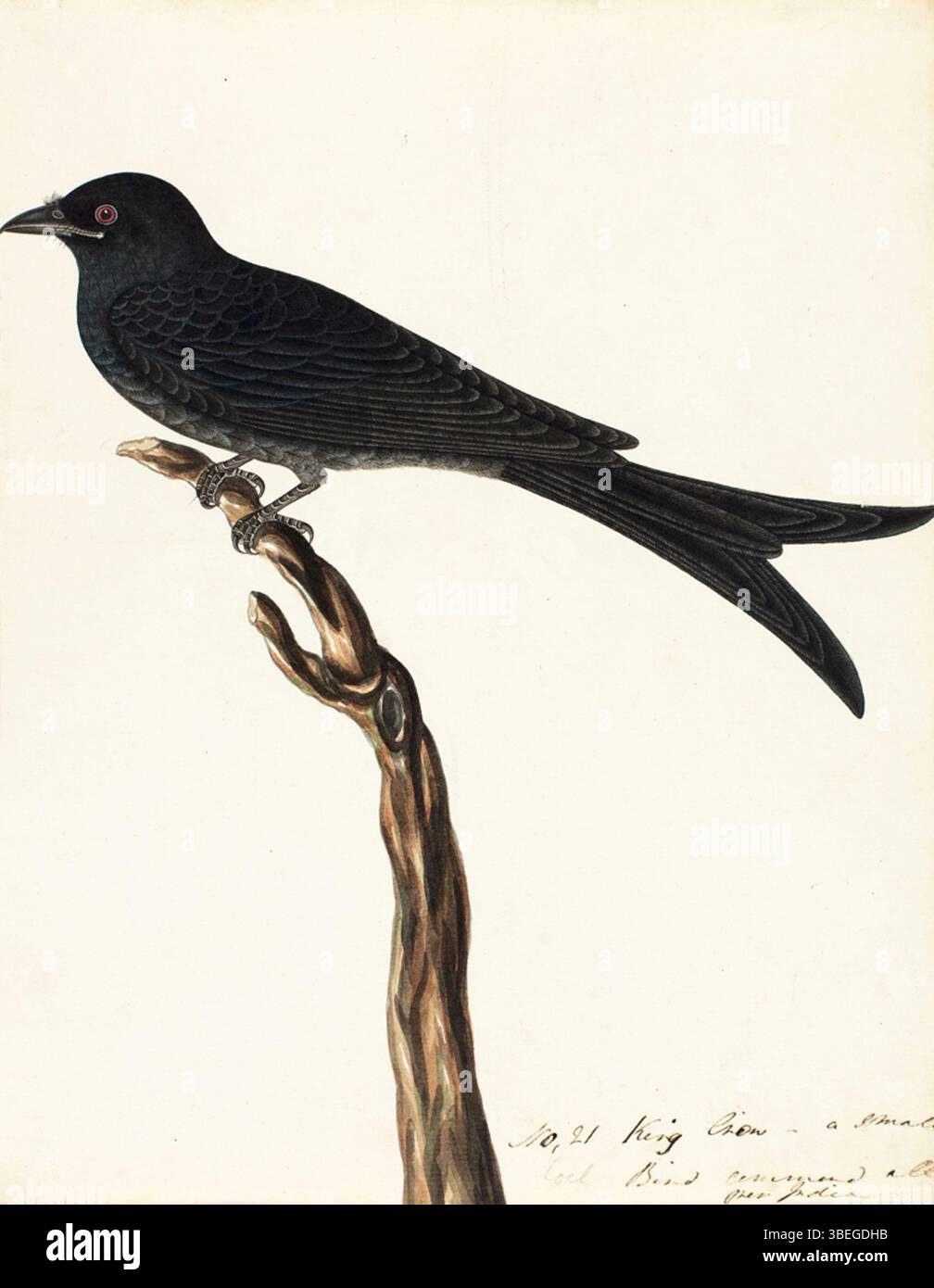 Il drongo nero, raffigurato in questo dipinto del 1800, è un uccello comune trovato in Asia. Conosciuta per la sua natura aggressiva e le acrobazie aeree, è spesso vista appollaiata su rami esposti. Questo dipinto cattura il caratteristico piumaggio nero e la silhouette elegante dell'uccello, caratteristica della sua specie. Foto Stock Il drongo nero, raffigurato in questo dipinto del 1800, è un uccello comune trovato in Asia. Conosciuta per la sua natura aggressiva e le acrobazie aeree, è spesso vista appollaiata su rami esposti. Questo dipinto cattura il caratteristico piumaggio nero e la silhouette elegante dell'uccello, caratteristica della sua specie. Foto Stock