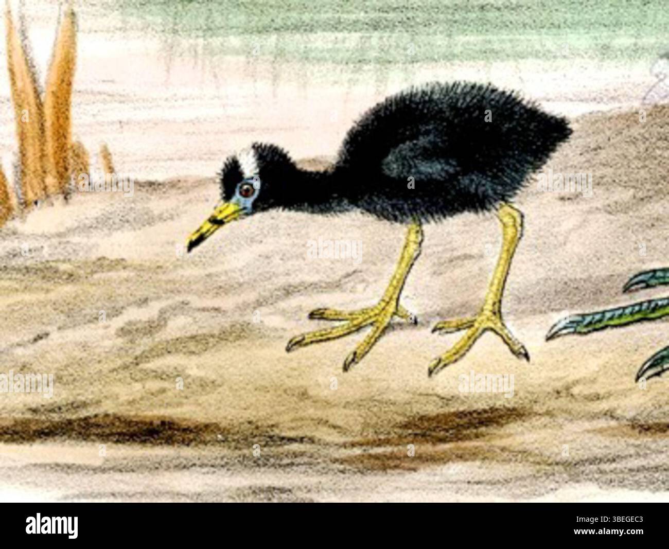Illustrazione di una pulcino ibis lucida di John Gerrard Keulemann, presente in Dresser's Birds of Europe, volume 6, piatto 409. La descrizione dettagliata mostra l'uccello nella sua forma naturale come parte di uno studio completo sugli uccelli. Foto Stock Illustrazione di una pulcino ibis lucida di John Gerrard Keulemann, presente in Dresser's Birds of Europe, volume 6, piatto 409. La descrizione dettagliata mostra l'uccello nella sua forma naturale come parte di uno studio completo sugli uccelli. Foto Stock