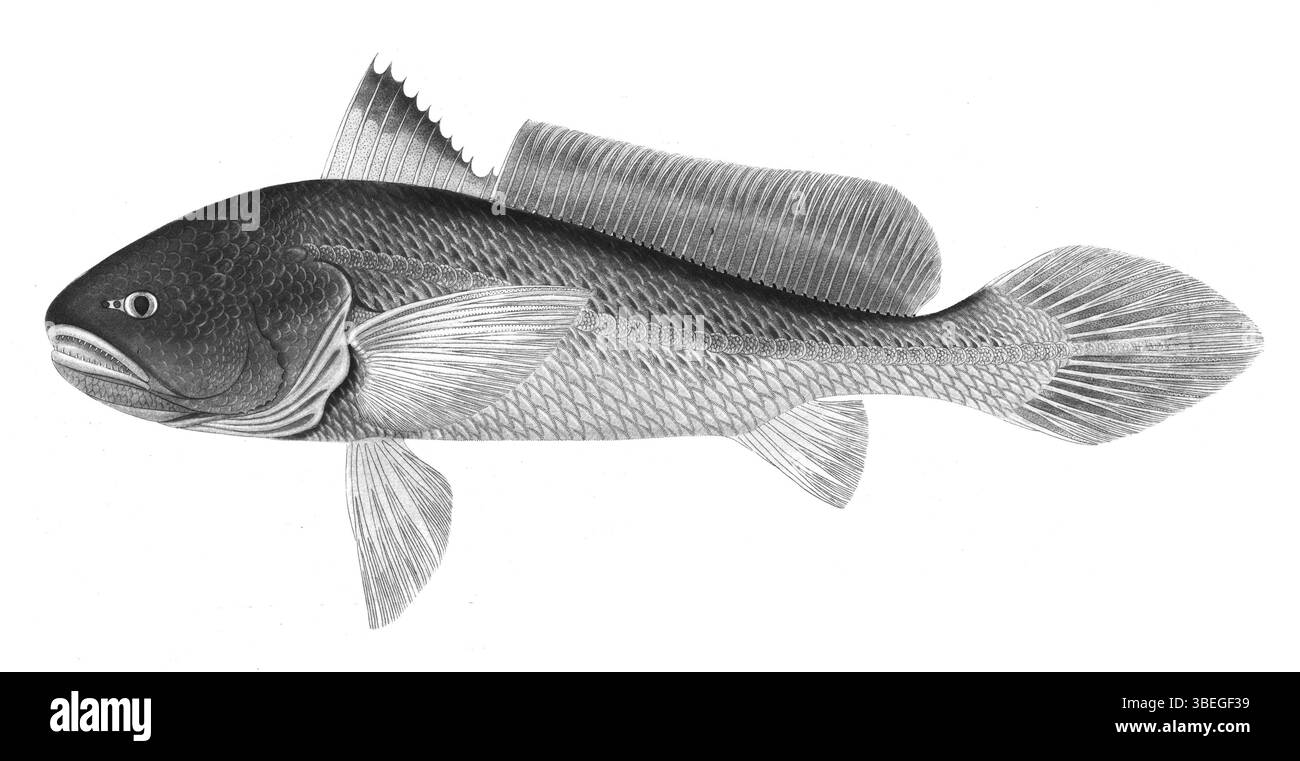 Piatto di pesce di Otolithoides pama di Francis Hamilton del 1822, parte di uno studio documentato di specie trovate nel fiume Gange. Foto Stock