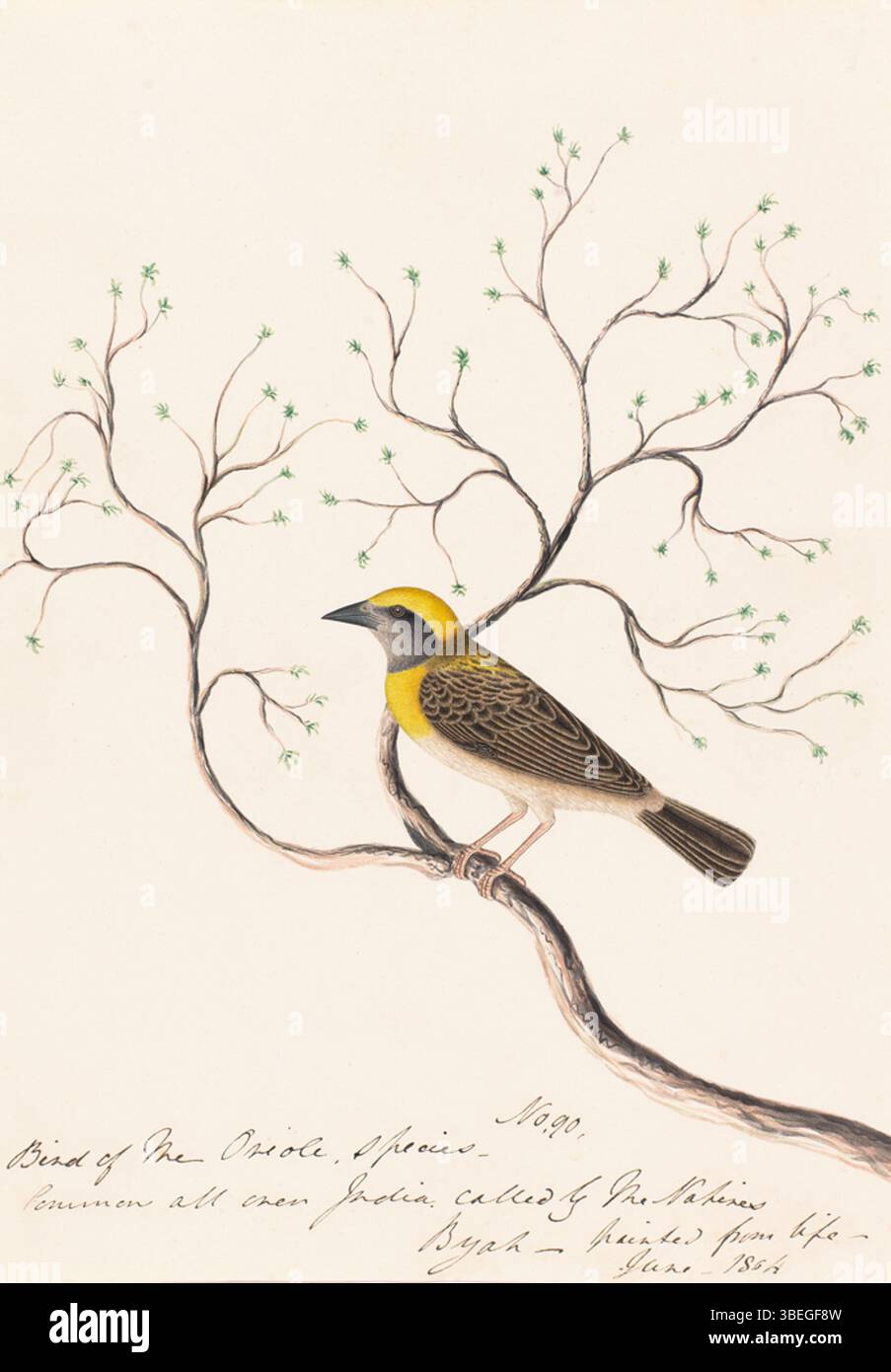 Il dipinto del 1800 intitolato CompanyPainting0723 mostra una specie di Ploceus, un piccolo uccello passerino. Il pezzo si concentra sulla colorazione e sul comportamento distintivi dell'uccello, rappresentativo dell'arte della fauna selvatica del XIX secolo. Foto Stock Il dipinto del 1800 intitolato CompanyPainting0723 mostra una specie di Ploceus, un piccolo uccello passerino. Il pezzo si concentra sulla colorazione e sul comportamento distintivi dell'uccello, rappresentativo dell'arte della fauna selvatica del XIX secolo. Foto Stock