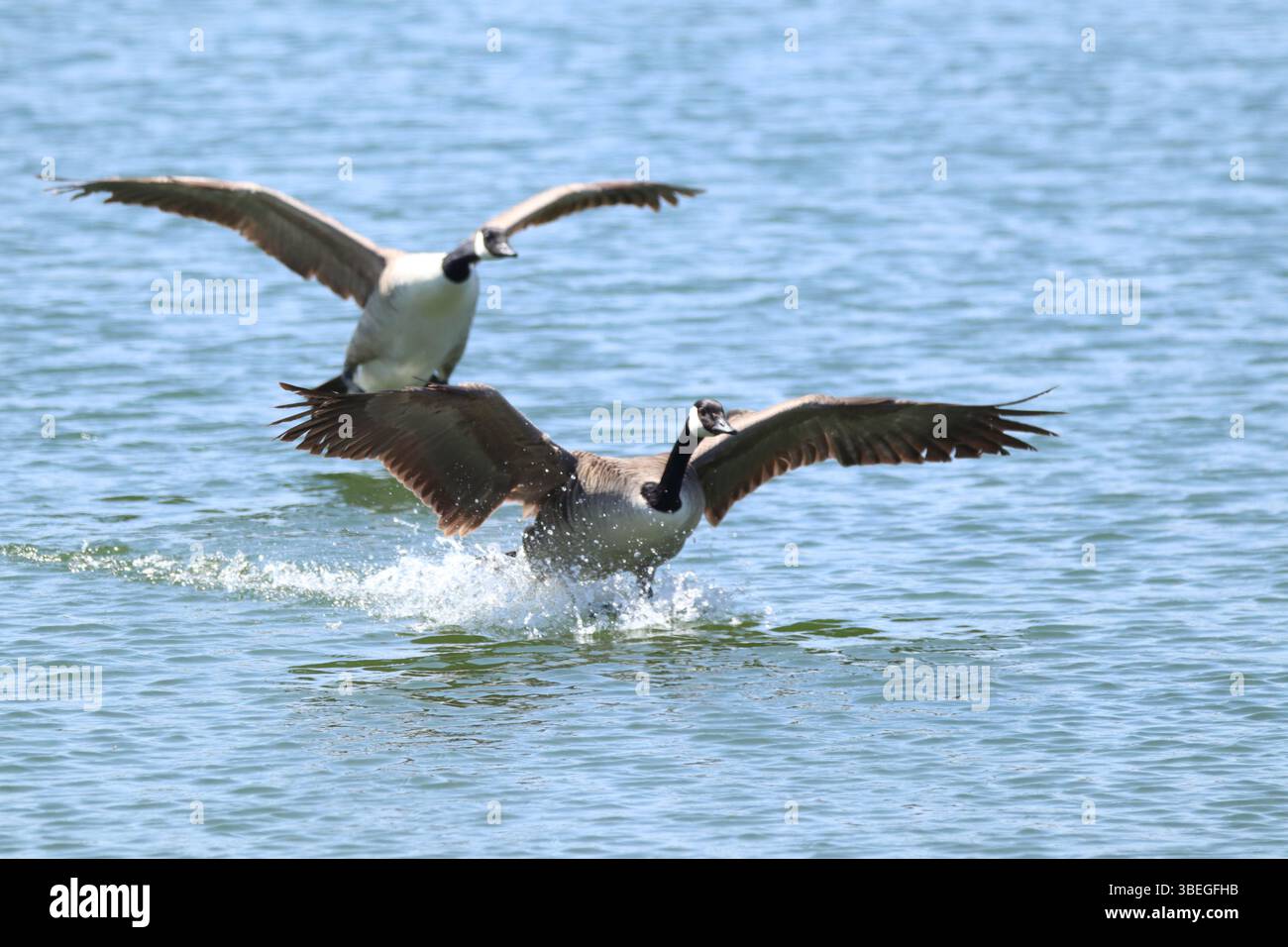 Due oche catturate a metà dello sbarco su un lago tranquillo, mostrando un momento armonioso di natura e dinamica dell'acqua, riflettendo bellezza e tranquillità. Foto Stock