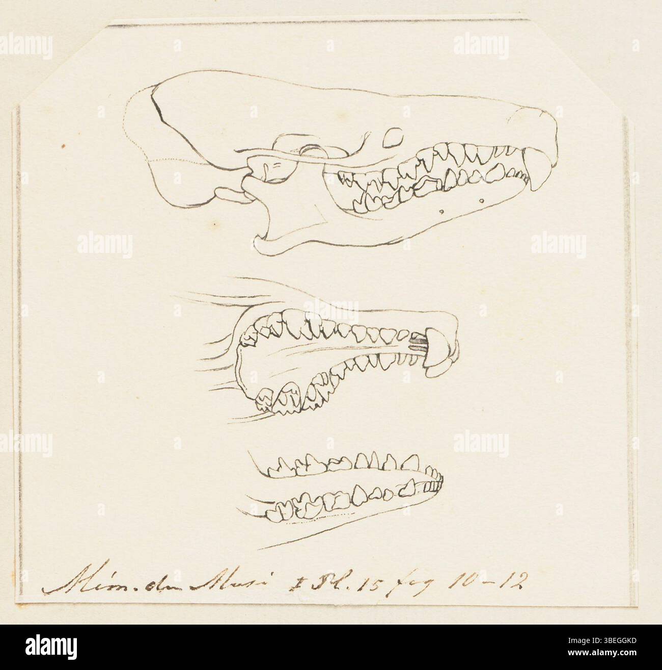 Questa stampa, parte della collezione Iconographia Zoologica presso l'Università di Amsterdam, raffigura Myogale pyrenaica tra il 1700 e il 1880. Si tratta di una rappresentazione storica delle specie utilizzate per la ricerca scientifica e la documentazione di storia naturale. Foto Stock