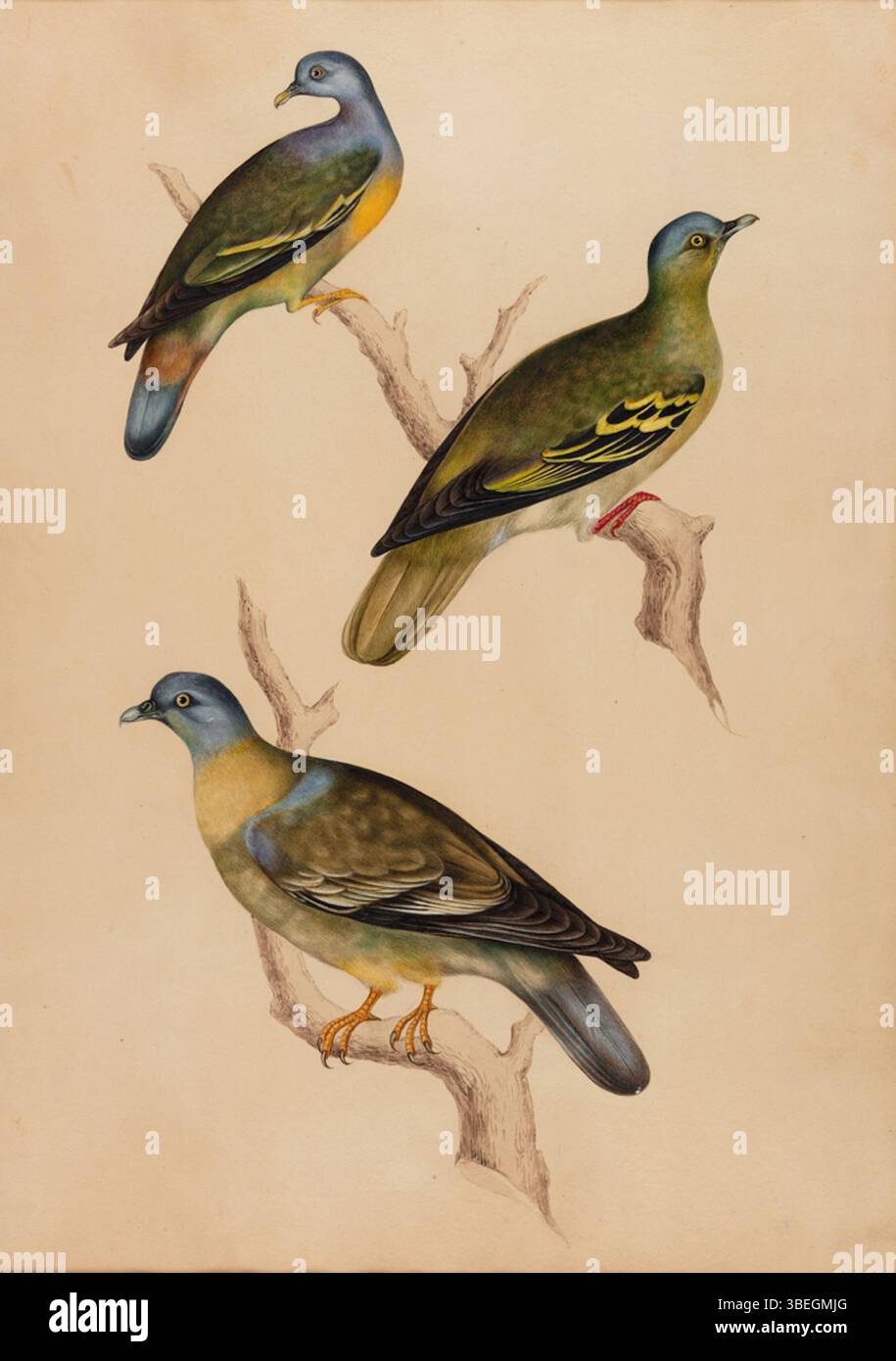 Questa opera d'arte del 1800, intitolata CompanyPainting464, presenta un piccione verde della specie Treron. Conosciuto per le sue vivaci piume verdi, il dipinto mette in evidenza le caratteristiche e l'habitat distintivi dell'uccello. Foto Stock Questa opera d'arte del 1800, intitolata CompanyPainting464, presenta un piccione verde della specie Treron. Conosciuto per le sue vivaci piume verdi, il dipinto mette in evidenza le caratteristiche e l'habitat distintivi dell'uccello. Foto Stock