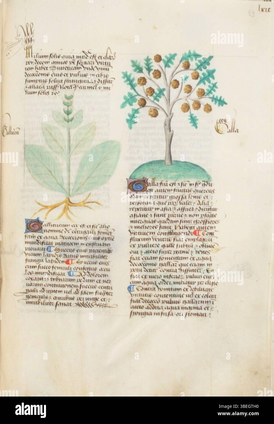 Un foglio di manoscritti del 1458 della Biblioteca Estense, etichettato alfa.l.09.28, f.069r, probabilmente parte di un più grande codice miniato con scrittura gotica. Foto Stock