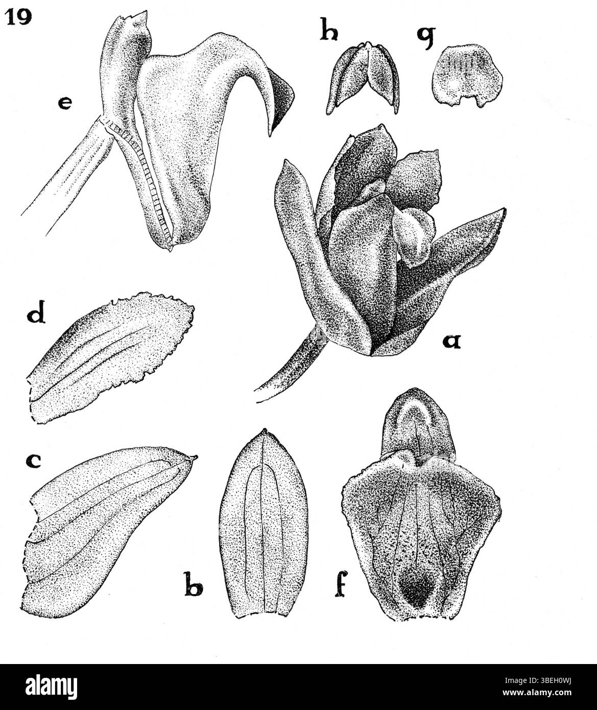Poaephyllum trilobum, una specie scoperta da Johannes Jacobus Smith in Nova Guinea nel 1936, è raffigurato in questa illustrazione botanica. La specie è nota per la sua struttura a foglia e classificazione distintive all'interno del regno vegetale. Foto Stock