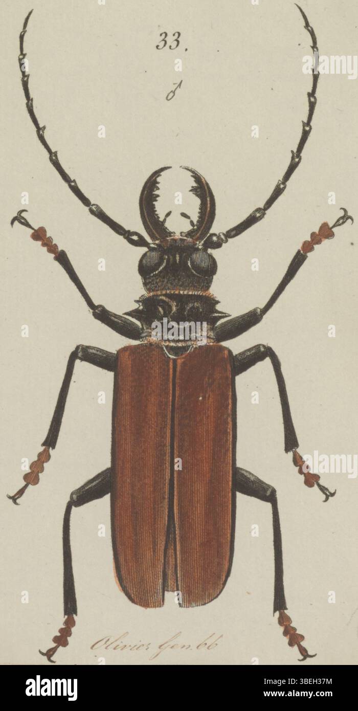Questa stampa raffigura *Acanthophorus serraticornis*, una specie di insetti, come parte della collezione Iconographia Zoologica dell'Università di Amsterdam. Foto Stock