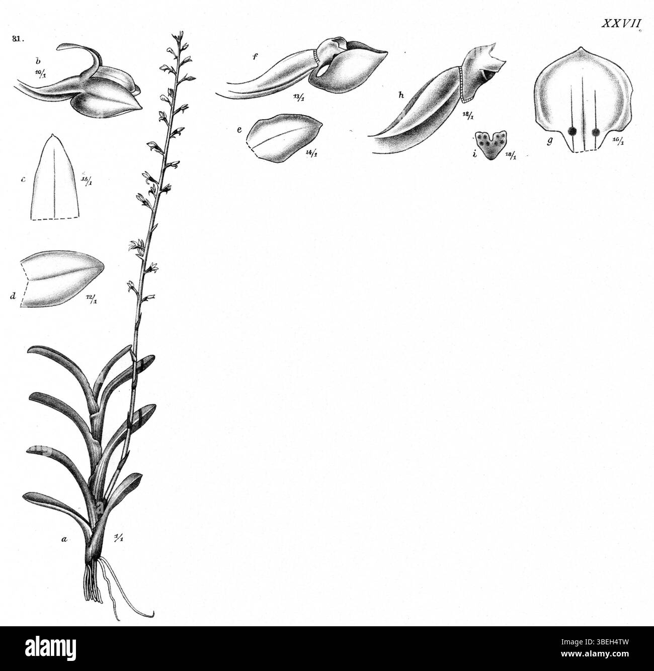 Phreatia rupestris, una specie della famiglia delle Orchidaceae, fu identificata da Johannes Jacobus Smith nel 1913. Questo disegno botanico di *Nova Guinea* presenta le caratteristiche distintive della pianta, fornendo dati preziosi ai ricercatori di orchidee. Foto Stock