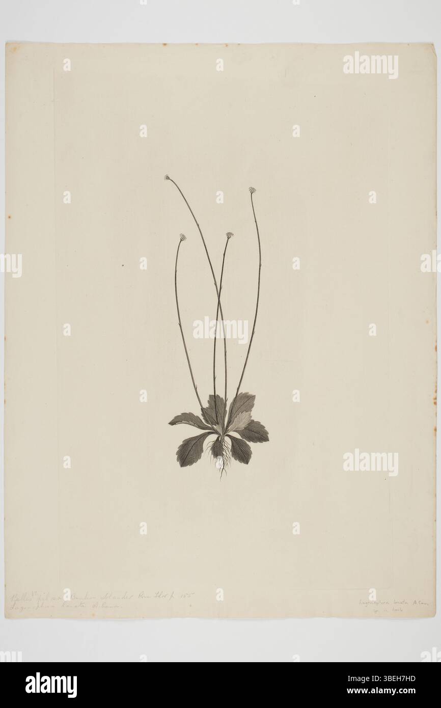 Questa incisione di Sydney Parkinson raffigura *Lagenifera lanata*, un esemplare botanico raccolto da Joseph Banks e Daniel Solander durante il viaggio del 1768-1771 nei mari del Sud a bordo della *Endeavour*. Foto Stock