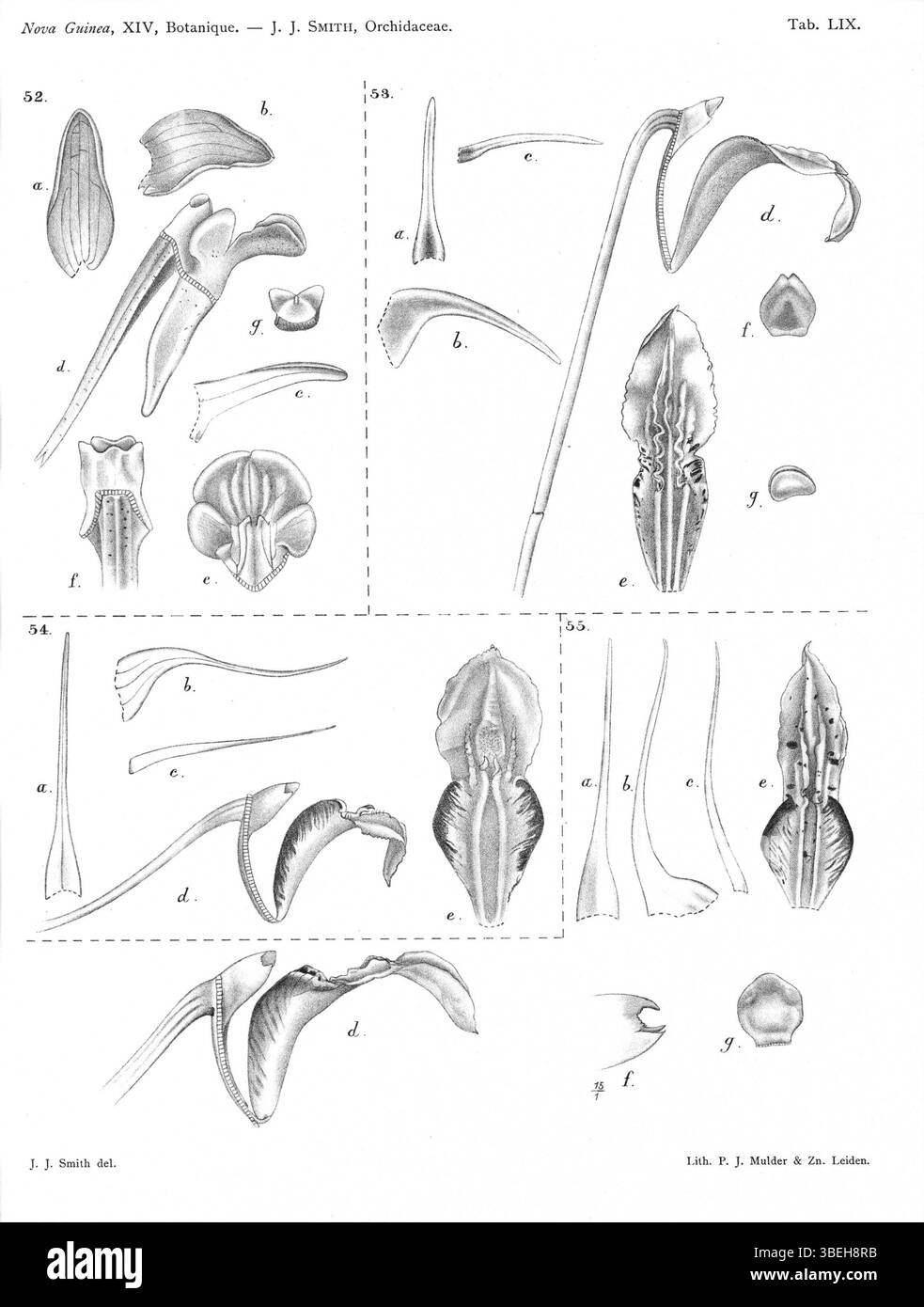 Questo piatto del 1929 della "Nova Guinea" di Johannes Jacobus Smith comprende quattro specie di Dendrobium: Dendrobium doormanii, Dendrobium stelliferum, Dendrobium mamberamense e Dendrobium tortitepalum. Le specie sono descritte in dettaglio nel contesto della loro classificazione nella famiglia delle orchidee. Foto Stock