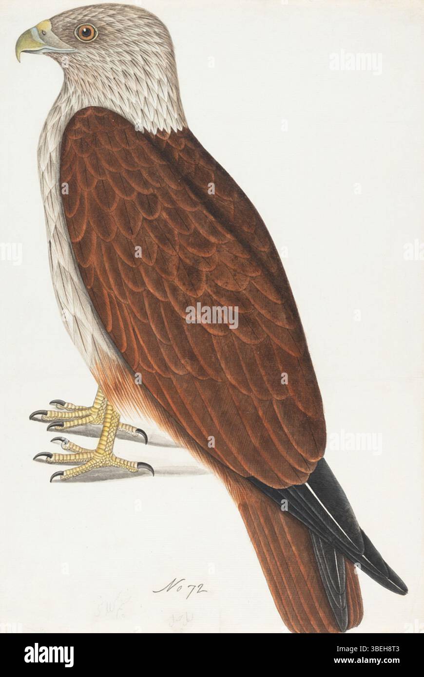 Questo dipinto del 1800 raffigura un aquilone brahminy, un uccello preda comune in India. L'opera d'arte mette in evidenza le caratteristiche della specie e il suo ruolo nell'ambiente naturale della regione. Foto Stock Questo dipinto del 1800 raffigura un aquilone brahminy, un uccello preda comune in India. L'opera d'arte mette in evidenza le caratteristiche della specie e il suo ruolo nell'ambiente naturale della regione. Foto Stock