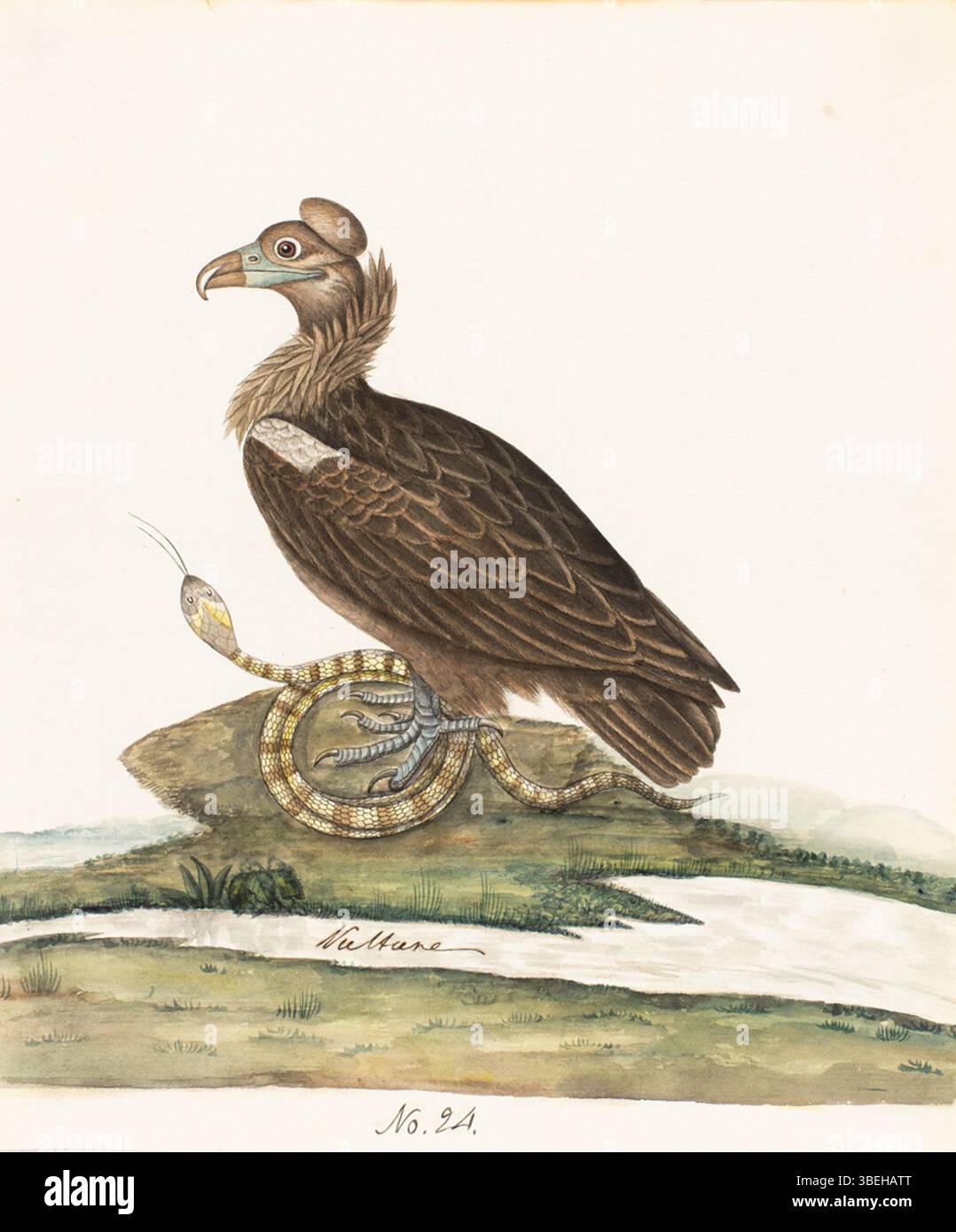 Questo dipinto del 1800 raffigura un avvoltoio non identificato, un uccello scavatore noto per la sua vista acuta e il ruolo negli ecosistemi come un pulitore. L'uccello è mostrato con le sue caratteristiche distinte, come una testa calva, un potente becco e ampie ali. Gli avvoltoi sono parte integrante del mantenimento dell'equilibrio della natura, si nutrono di carogne e contribuiscono ai processi di decomposizione. Foto Stock Questo dipinto del 1800 raffigura un avvoltoio non identificato, un uccello scavatore noto per la sua vista acuta e il ruolo negli ecosistemi come un pulitore. L'uccello è mostrato con le sue caratteristiche distinte, come una testa calva, un potente becco e ampie ali. Gli avvoltoi sono parte integrante del mantenimento dell'equilibrio della natura, si nutrono di carogne e contribuiscono ai processi di decomposizione. Foto Stock