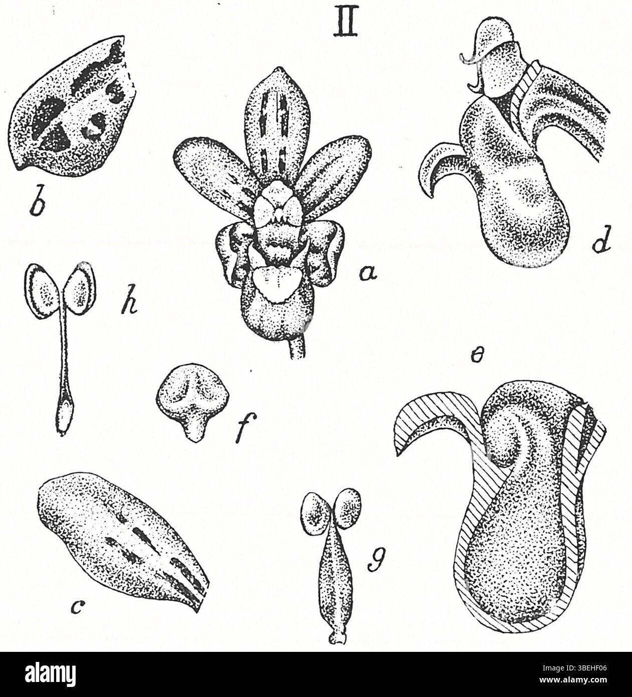 L'illustrazione botanica del 1924 di Johannes Jacobus Smith 'Tafeln Javanischer Orchideen' raffigura l'orchidea Pomatocalpa spicatum. Questa immagine enfatizza le caratteristiche floreali uniche di questa specie originaria di Giava. Foto Stock