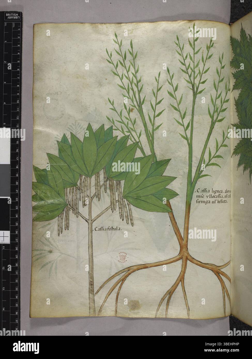 Folio 27v dalla British Library Sloane Manuscript 4016, circa 1440, che mostra l'alfabeto latino, parte di una collezione scientifica o medica medievale. Foto Stock