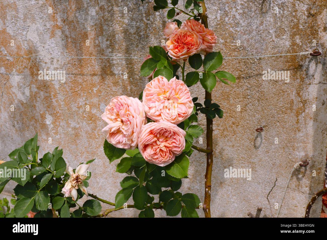 Rose Peachy-Orange sul muro Foto Stock