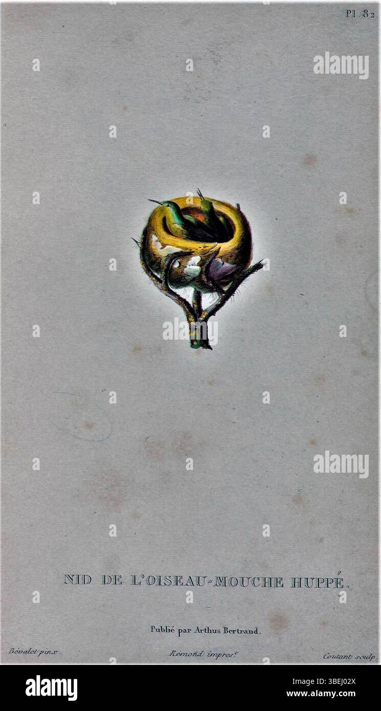 Questa incisione presenta il nido di *Orthorhyncus cristatus*, il Crested Hummingbird. La stampa illustra la struttura dettagliata del nido e le caratteristiche uniche della specie. Fu creato nel 1828 da Antoine Germain Bevalet e Narcisse Claude Julien Rémond. Foto Stock