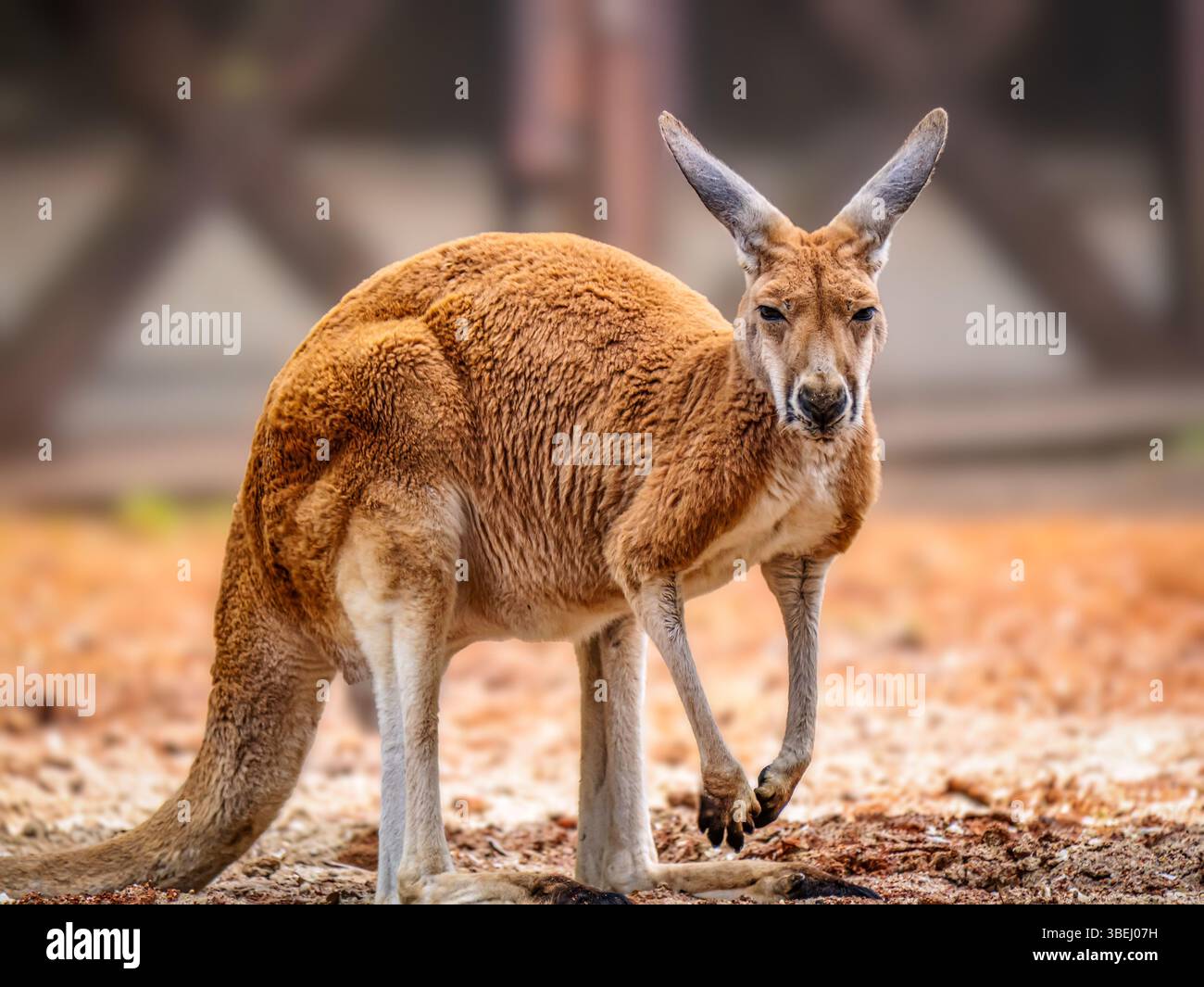 Un canguro in posizione tranquilla in un ambiente all'aperto. L'immagine cattura l'ambiente naturale dell'animale Foto Stock