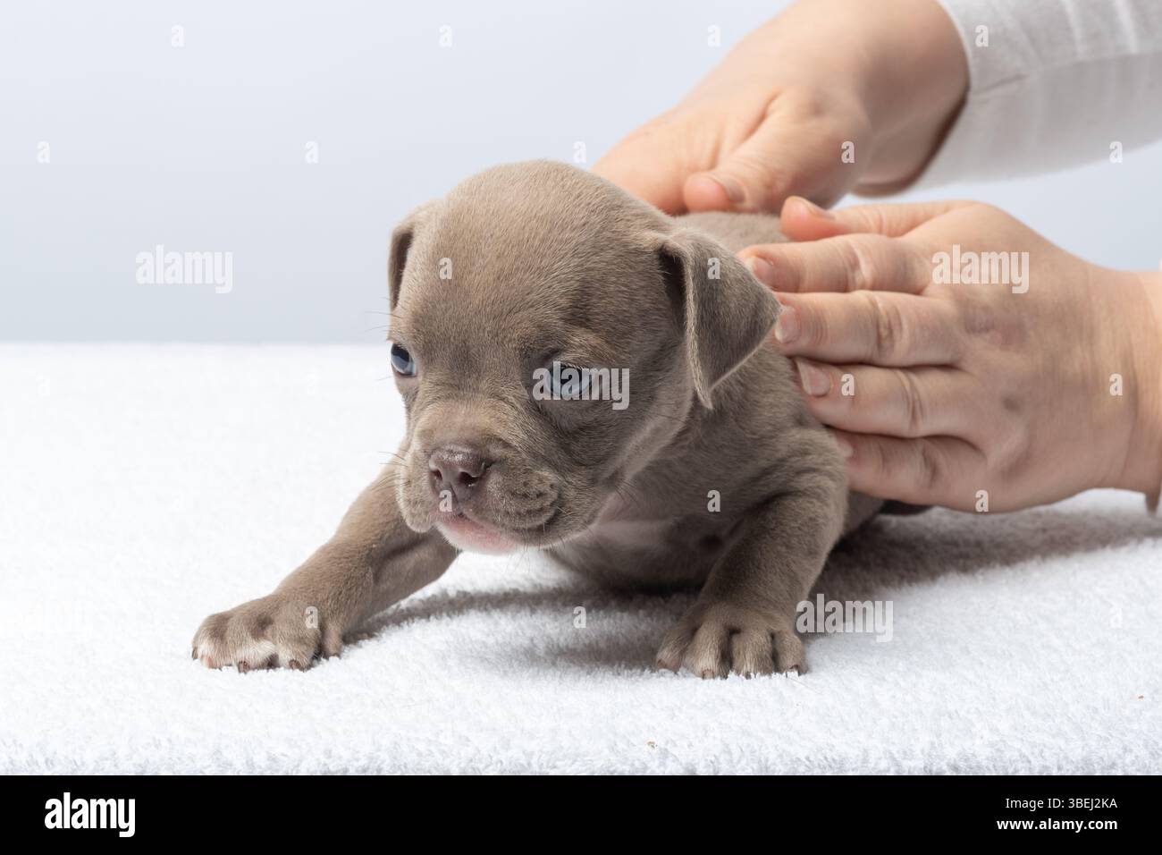 Le mani del veterinario accarezzano delicatamente un piccolo cucciolo abbronzato disteso su un asciugamano bianco all'interno. Piccolo cucciolo abbronzato con gli occhi azzurri che viene delicatamente accarezzato dalle mani, con le mani Foto Stock