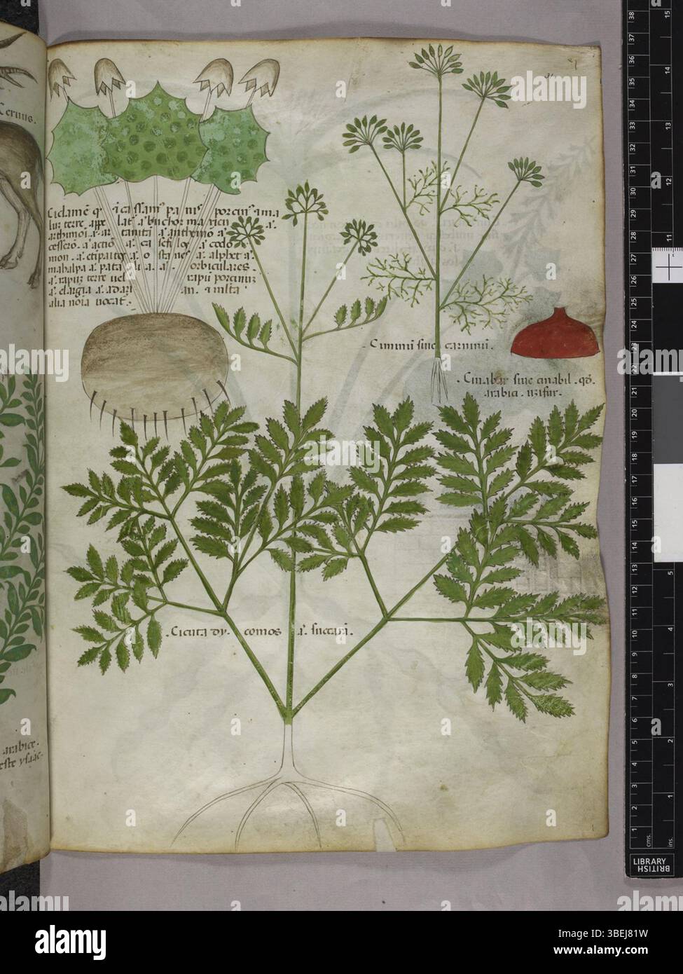 Folio 31r dalla British Library Sloane Manuscript 4016, circa 1440, che mostra la scrittura latina, probabilmente relativa a contenuti scientifici o medici. Foto Stock