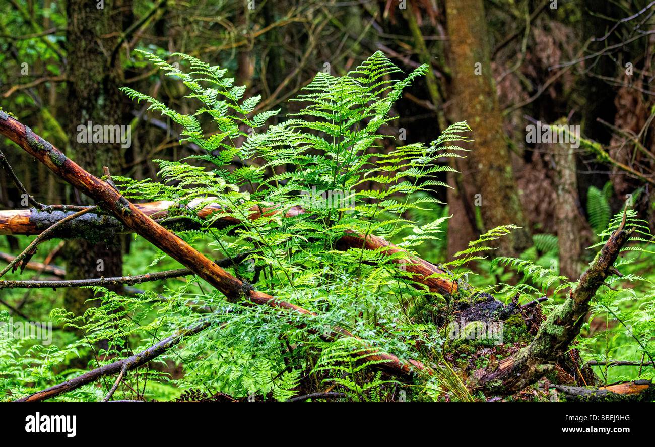 Vento vorticoso che soffia il bracken (Pteridium aquilinum) all'interno di Dundee Templeton Woods in Scozia Foto Stock