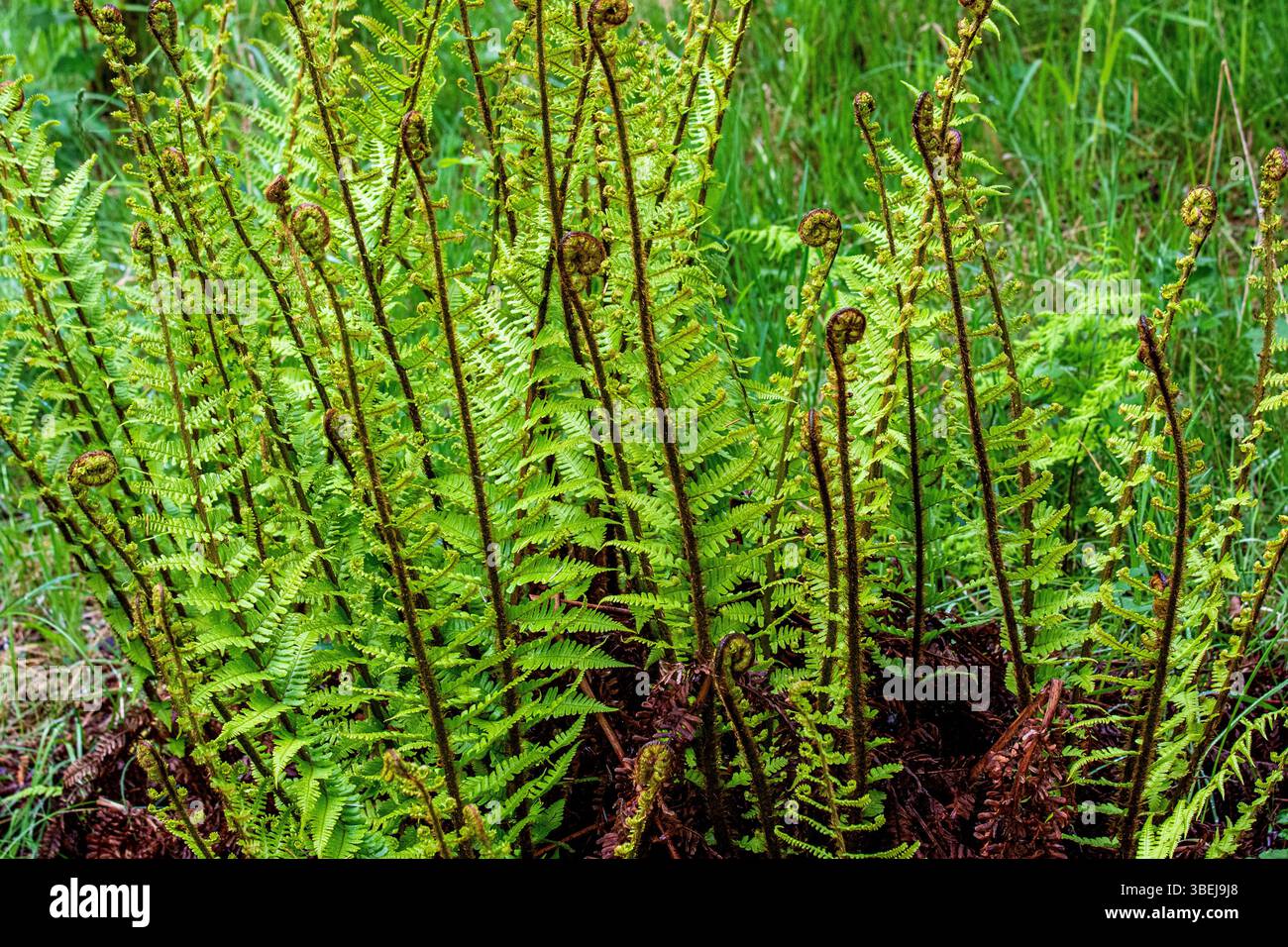 Vento vorticoso che soffia il bracken (Pteridium aquilinum) all'interno di Dundee Templeton Woods in Scozia Foto Stock