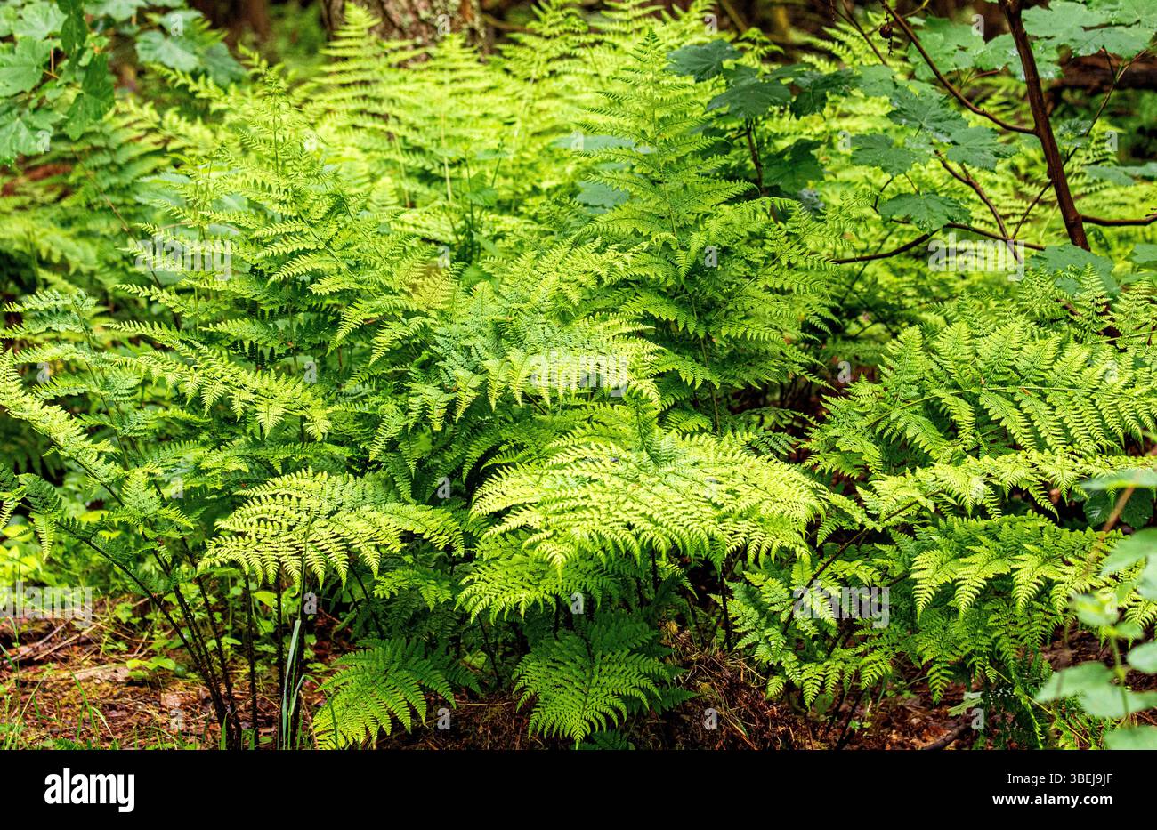 Vento vorticoso che soffia il bracken (Pteridium aquilinum) all'interno di Dundee Templeton Woods in Scozia Foto Stock