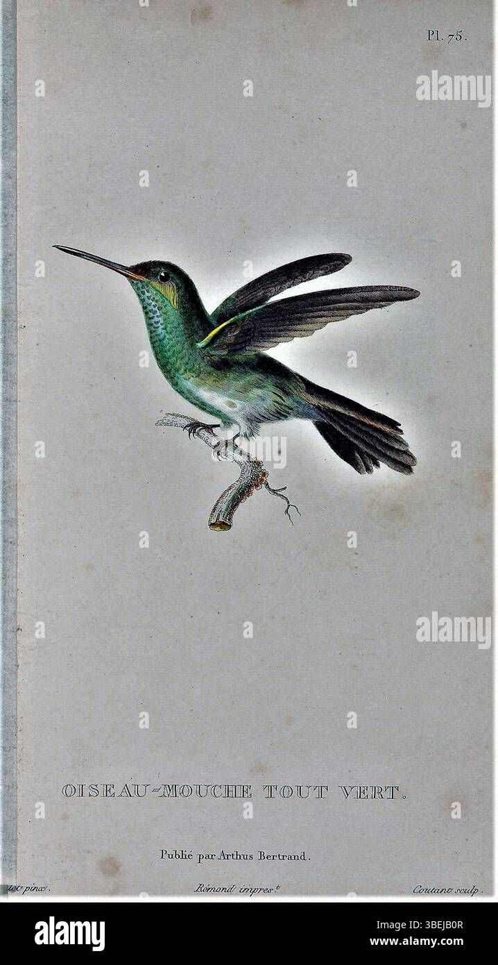 Questa incisione del 1829 di Antoine Germain Bevalet illustra la specie di colibrì Saucerottia tobaci, nota anche come Oiseau Mouche Tout Vert, con una dettagliata rappresentazione del vivace piumaggio dell'uccello. Foto Stock