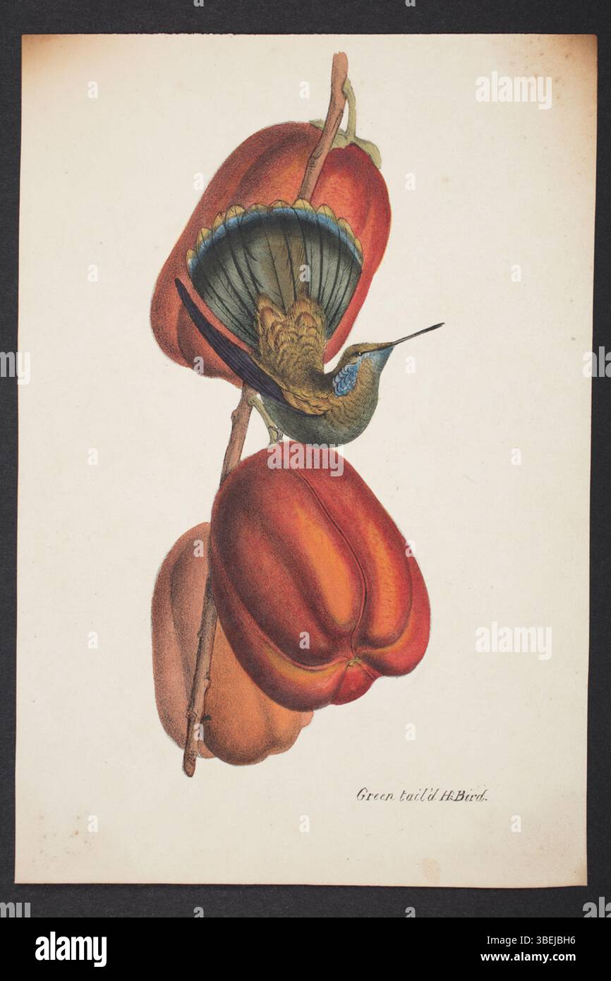 Questa matita, inchiostro e acquerello di William John Swainson presenta una specie di uccelli, datata tra il 1820 e il 1840. L'opera, parte della collezione dell'Auckland Museum, mostra lo studio dettagliato di Swainson sugli uccelli nella loro forma naturale. Il supporto utilizzato per il disegno include matita, inchiostro e acquerelli su carta. Foto Stock Questa matita, inchiostro e acquerello di William John Swainson presenta una specie di uccelli, datata tra il 1820 e il 1840. L'opera, parte della collezione dell'Auckland Museum, mostra lo studio dettagliato di Swainson sugli uccelli nella loro forma naturale. Il supporto utilizzato per il disegno include matita, inchiostro e acquerelli su carta. Foto Stock
