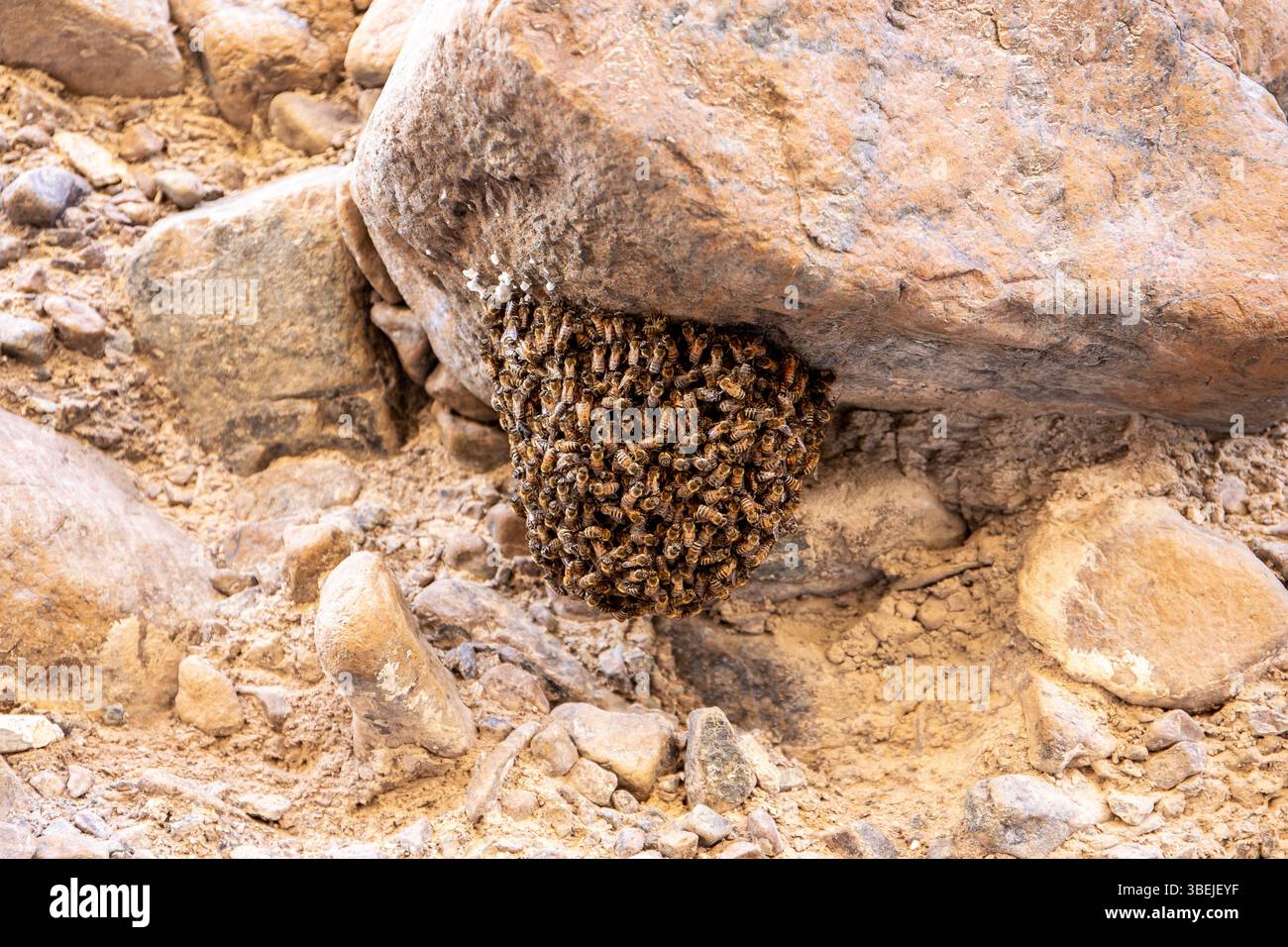 Vista ravvicinata dello sciame naturale di api selvatiche su una roccia calcarea dei monti Hajar, Emirati Arabi Uniti. Foto Stock
