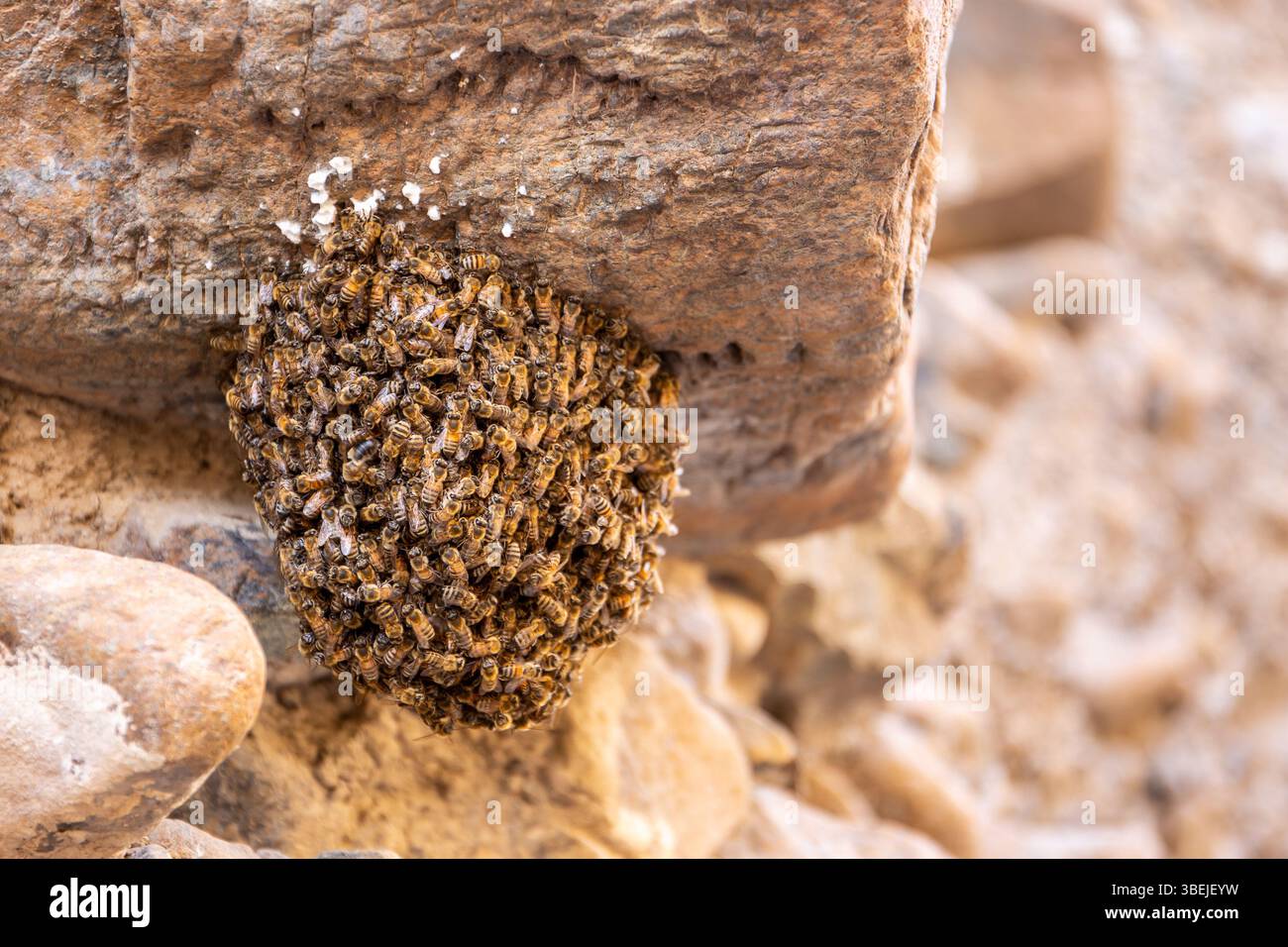 Vista ravvicinata dello sciame naturale di api selvatiche su una roccia calcarea dei monti Hajar, Emirati Arabi Uniti. Foto Stock
