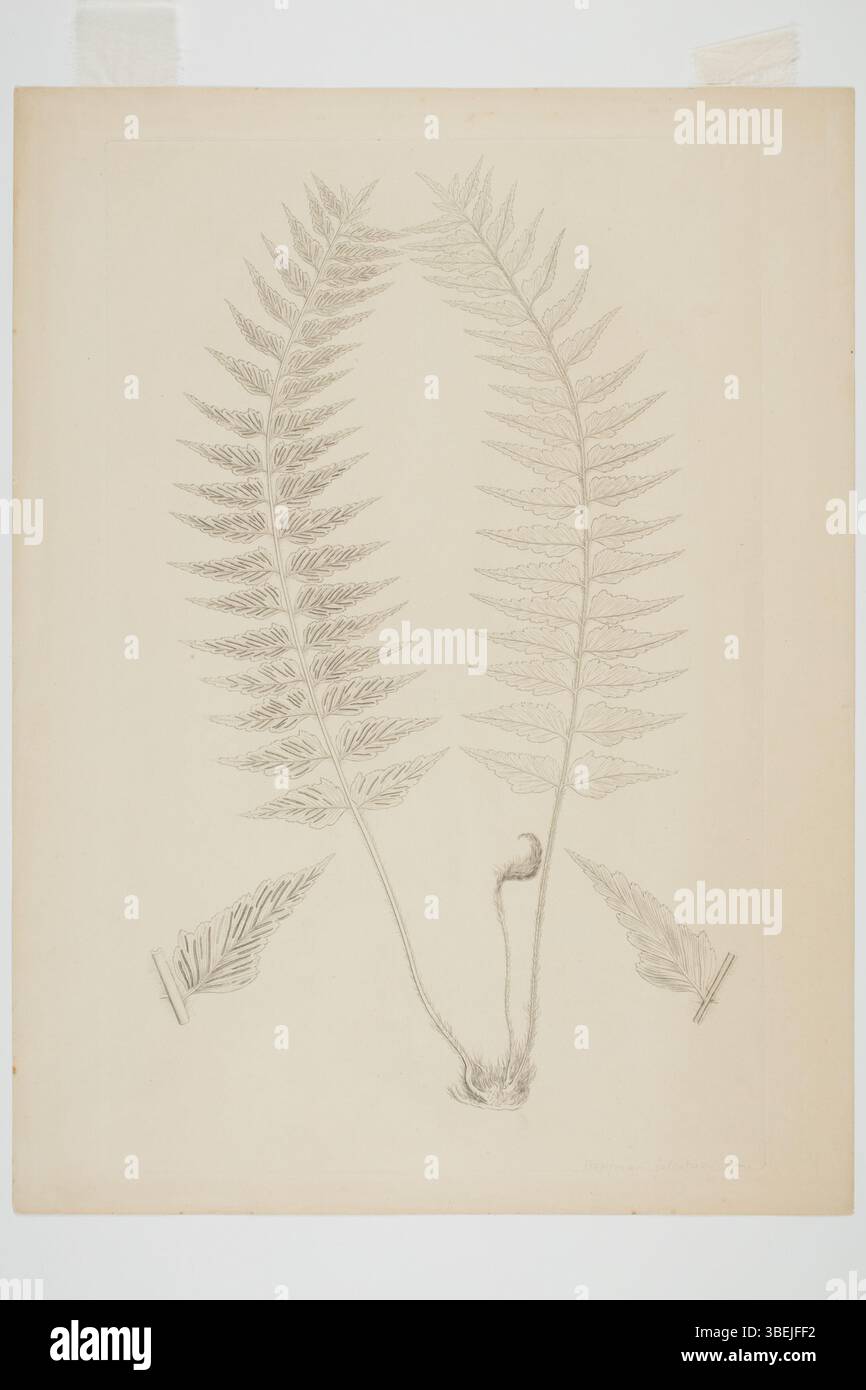 Incisione da parte di Sydney Parkinson della felce Asplenium polyodon, da campioni raccolti durante il viaggio Banks e Solander Endeavour (1768-1771). Realizzato con inchiostro su carta. Foto Stock