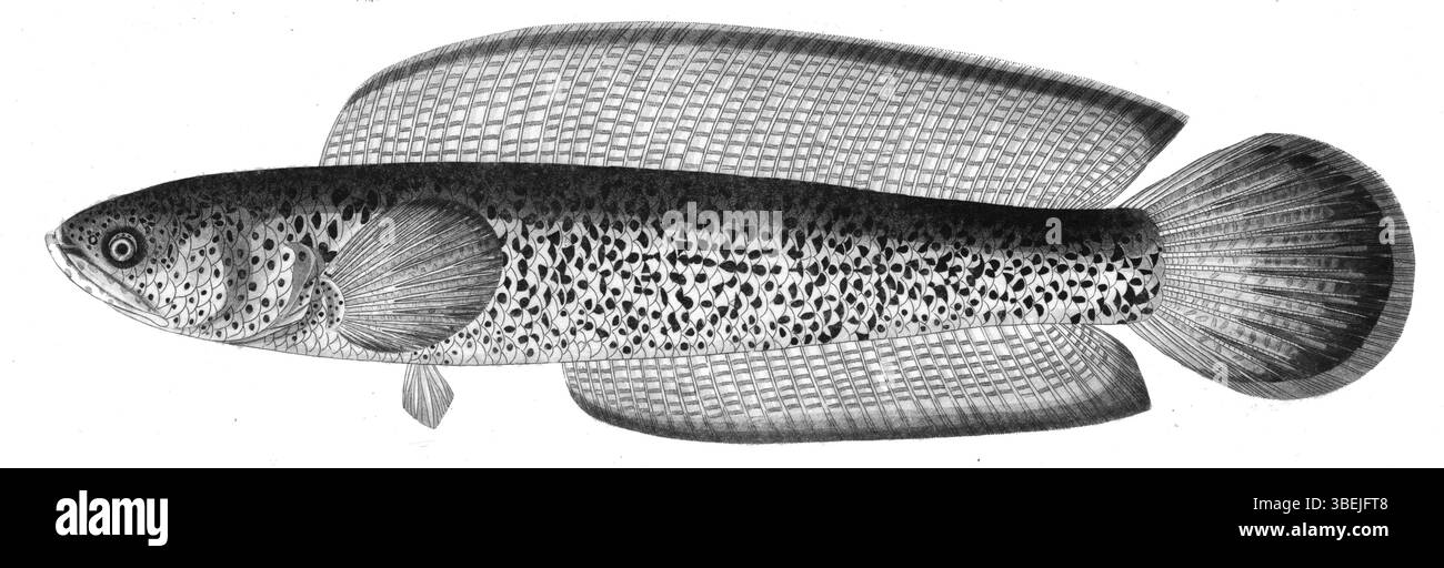 Illustrazione di Channa barca di Francis Hamilton dal suo lavoro del 1822 sui pesci del Gange e i suoi rami, mostrando caratteristiche anatomiche dettagliate della specie. Foto Stock