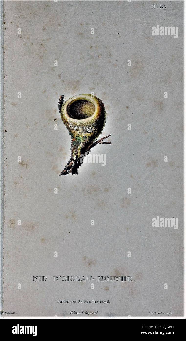 Questa incisione di Jean Louis Denis Coutant del 1828 illustra il nido di un colibrì, seguendo il lavoro originale di Antoine Germain Bevalet e Narcisse Claude Julien Rémond. Cattura la natura delicata della struttura del nido, evidenziandone il design intricato. Foto Stock