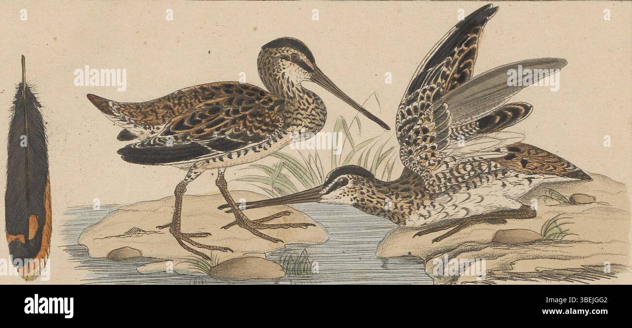 Questa stampa di Gallinago macrodactyla, creata tra il 1820 e il 1860, fa parte della collezione "Iconographia Zoologica" dell'Università di Amsterdam. La stampa fornisce un'immagine dettagliata di questa specie di uccelli wader, nota per le sue caratteristiche distinte. Foto Stock
