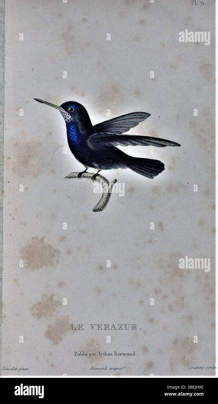 L'incisione di Antoine Germain Bevalet del 1829 mostra la specie di colibrì Hylocharis cyanus, nota come le Verazur. La descrizione dettagliata presenta l'impressionante colorazione blu dell'uccello, caratteristica di questa specie. Foto Stock