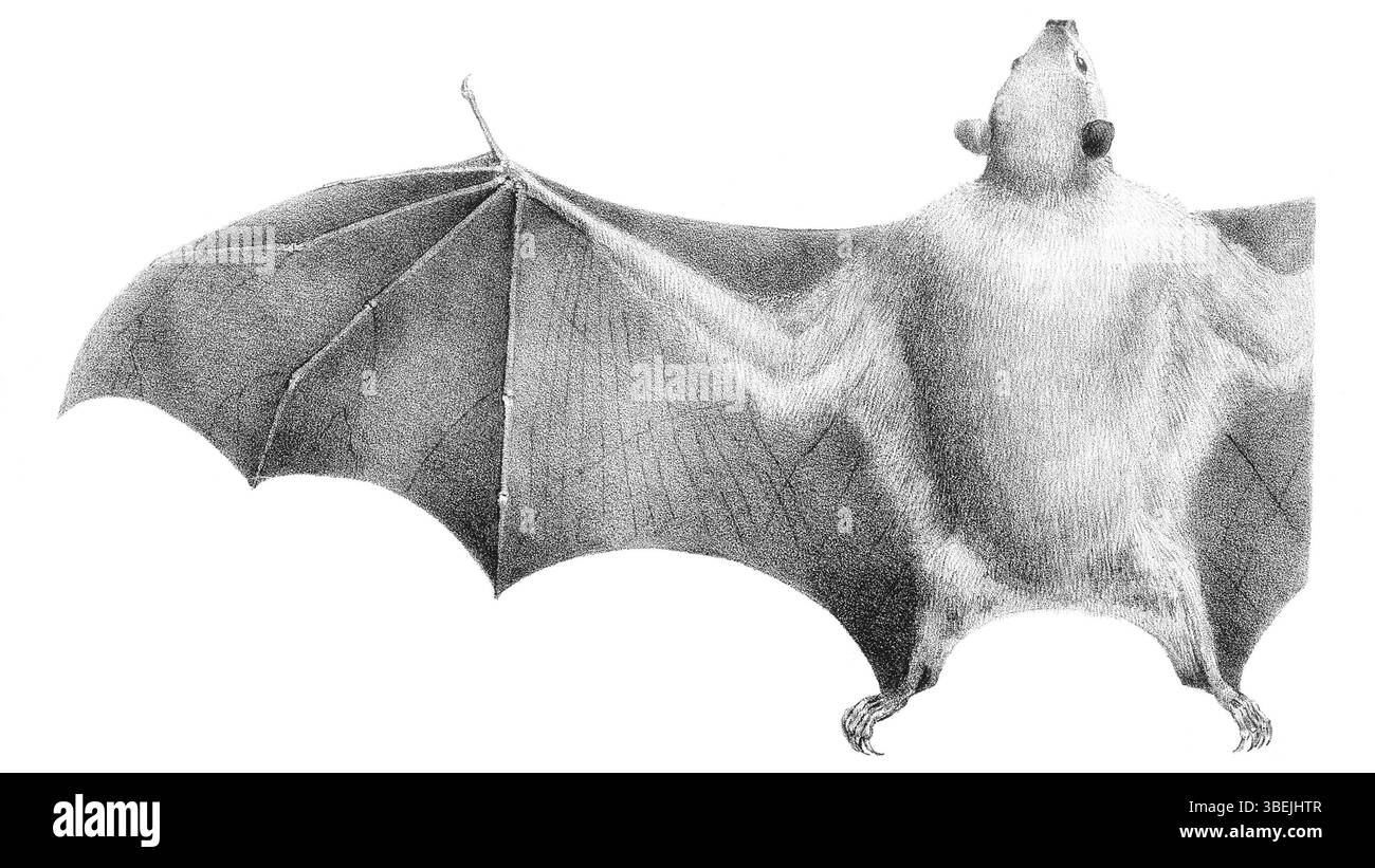Un secondo cranio di Megaerops ecaudatus, datato tra il 1700 e il 1880. Questo cranio rappresenta un altro esempio delle caratteristiche anatomiche della specie dello stesso periodo. Foto Stock