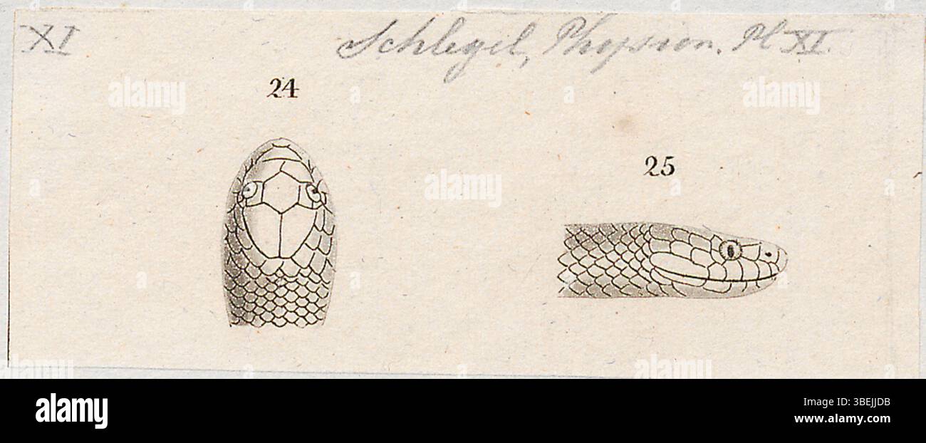 Questa stampa di *Asthenodipsas laevis* del 1837, conservata nell'Iconographia Zoologica*, raffigura le specie di serpenti note per la sua natura liscia e non velenosa. L'illustrazione fa parte della collezione zoologica dell'Università di Amsterdam. Foto Stock