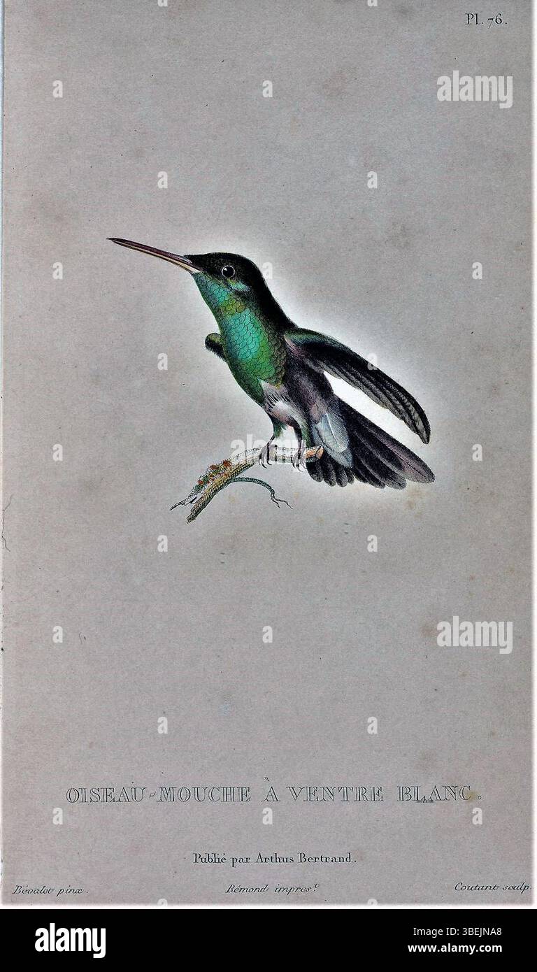L'incisione di Antoine Germain Bevalet del 1829 raffigura la specie di colibrì Amazilia fimbriata tephrocephala, nota anche come Oiseau-Mouche à Ventre Blanc, che mostra la caratteristica pancia bianca e i colori vivaci dell'uccello. Foto Stock