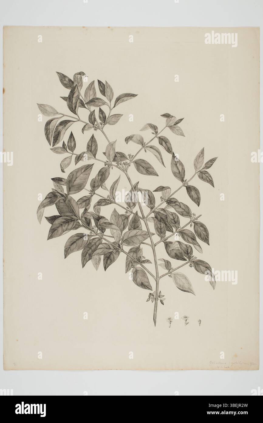 Questa incisione di Sydney Parkinson raffigura *Geniostoma rupestre*, una specie vegetale raccolta durante il viaggio dell'Endeavour (1768-1771). Fa parte della collezione botanica dell'Auckland Museum. Foto Stock